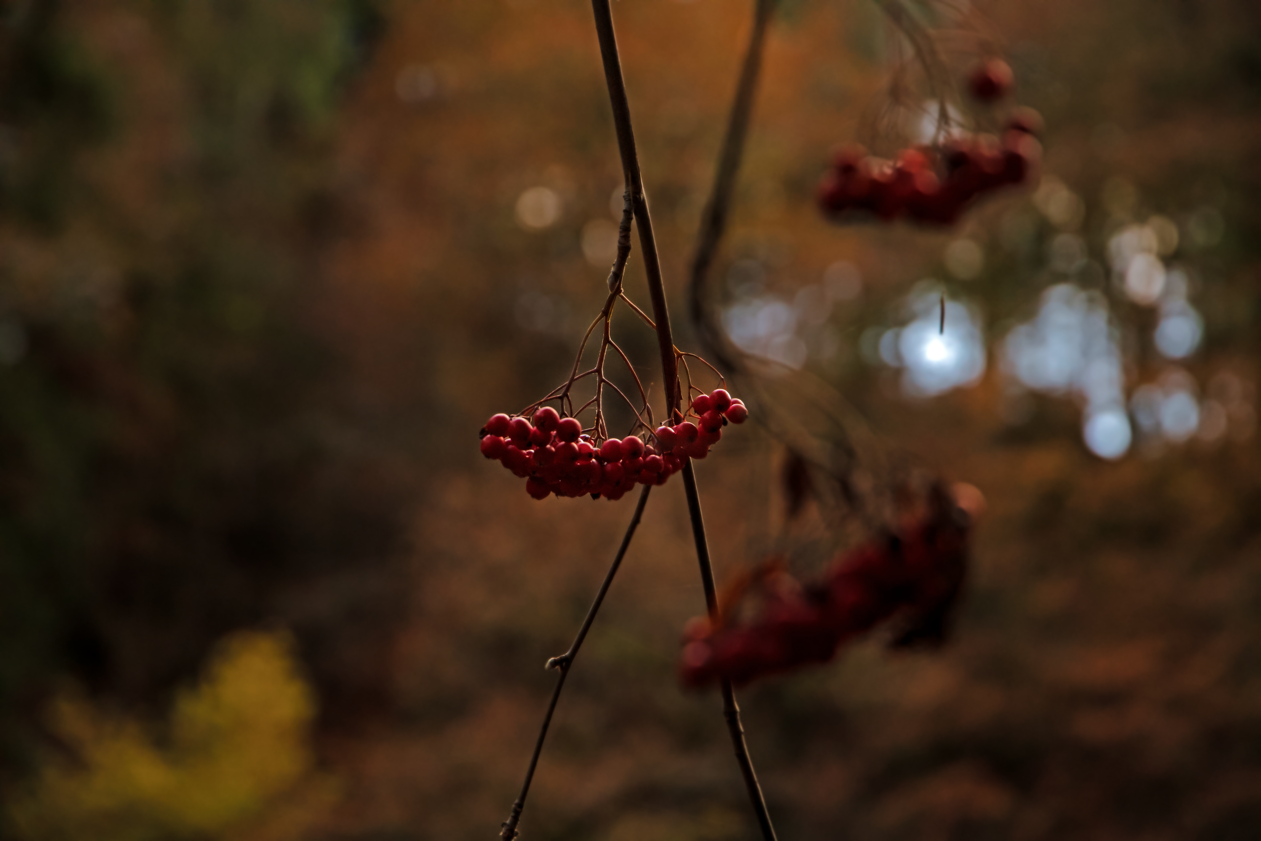 A Branch Of Bounty.png