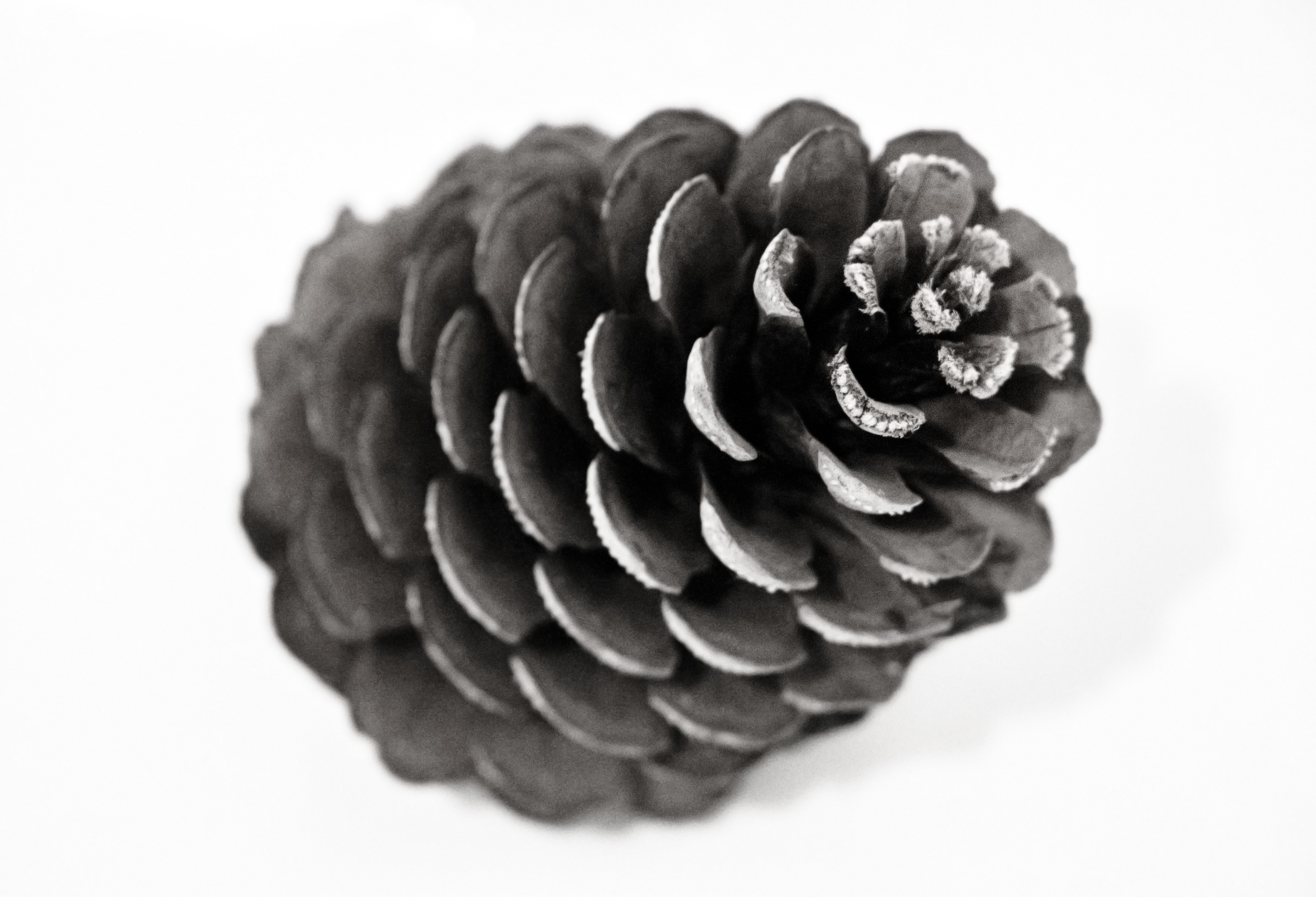 Sacred Seeds.png