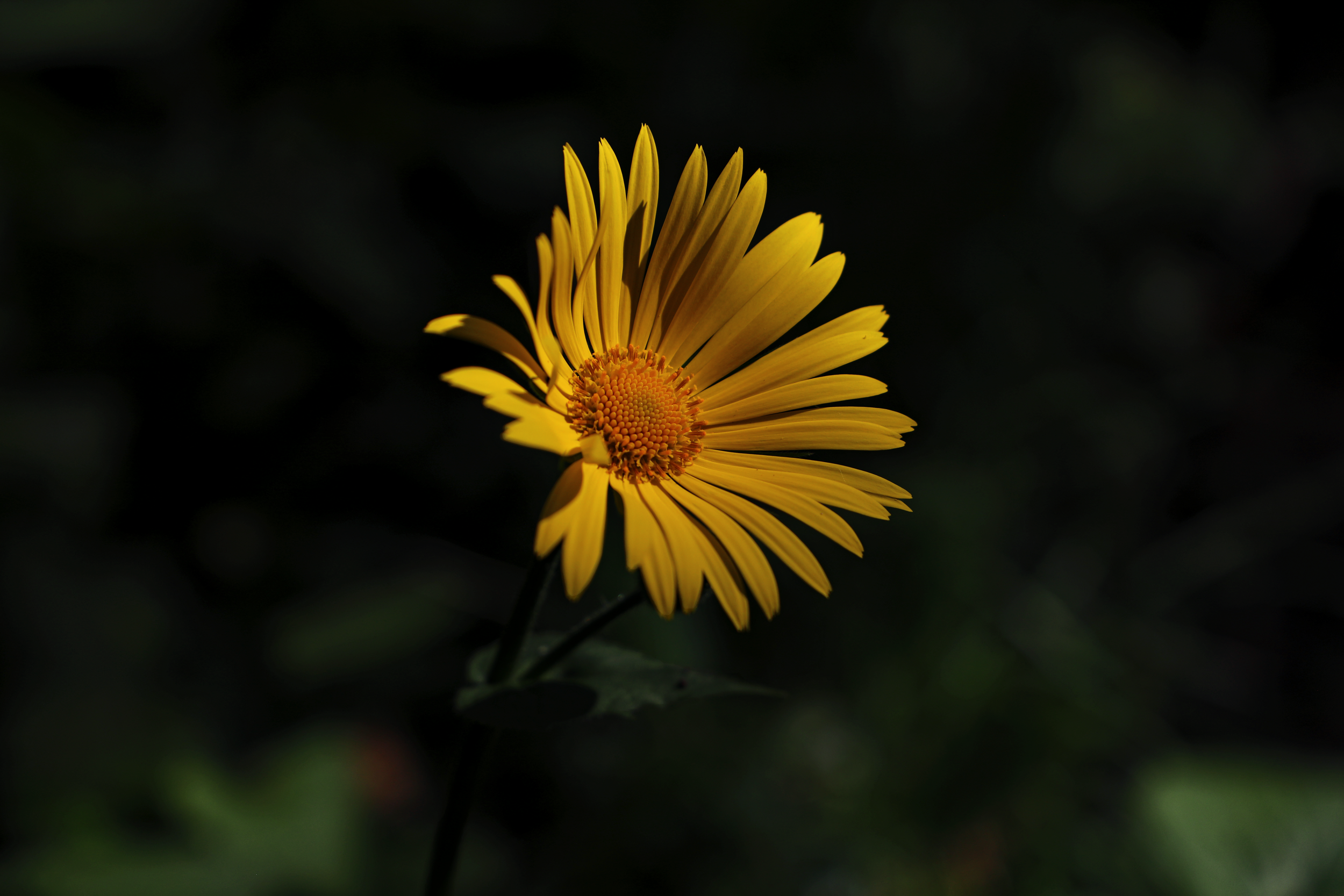Face To The Sun.png
