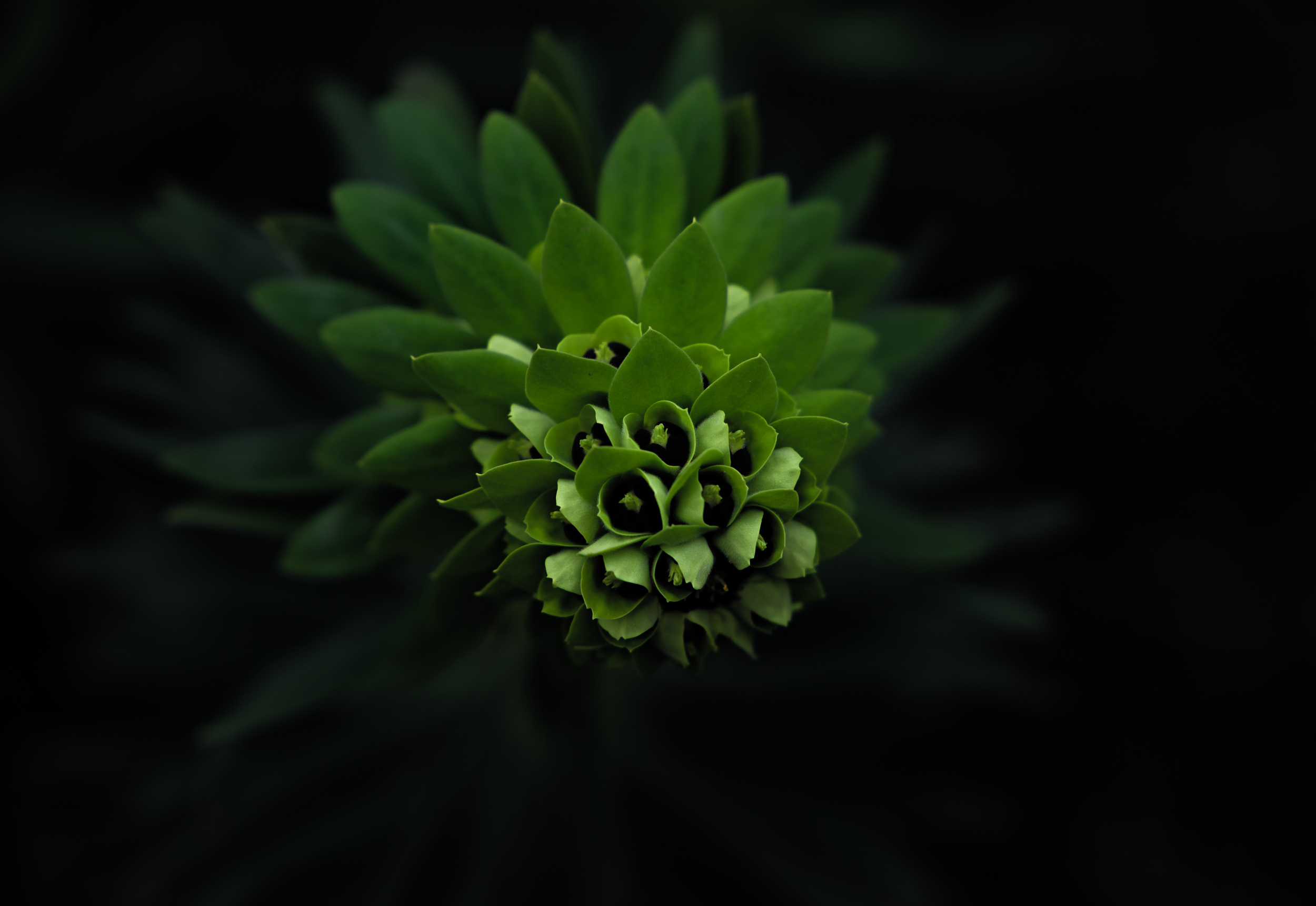 Green Spectre.png