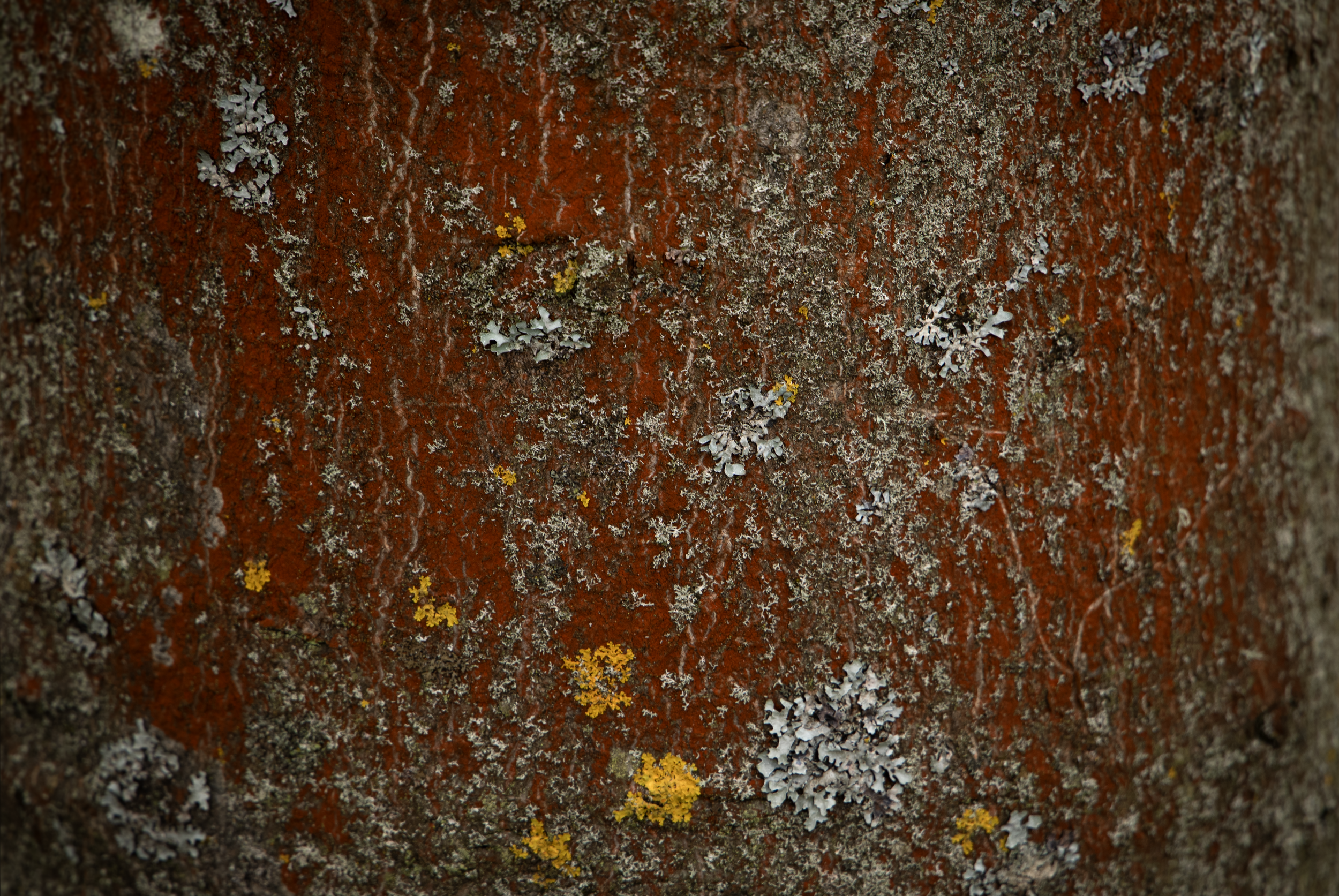 Tapestry On Iron.png