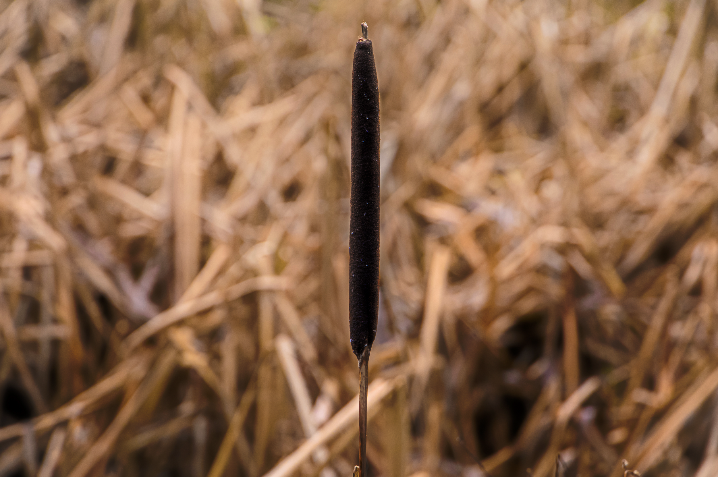 Rush Between The Reeds.png
