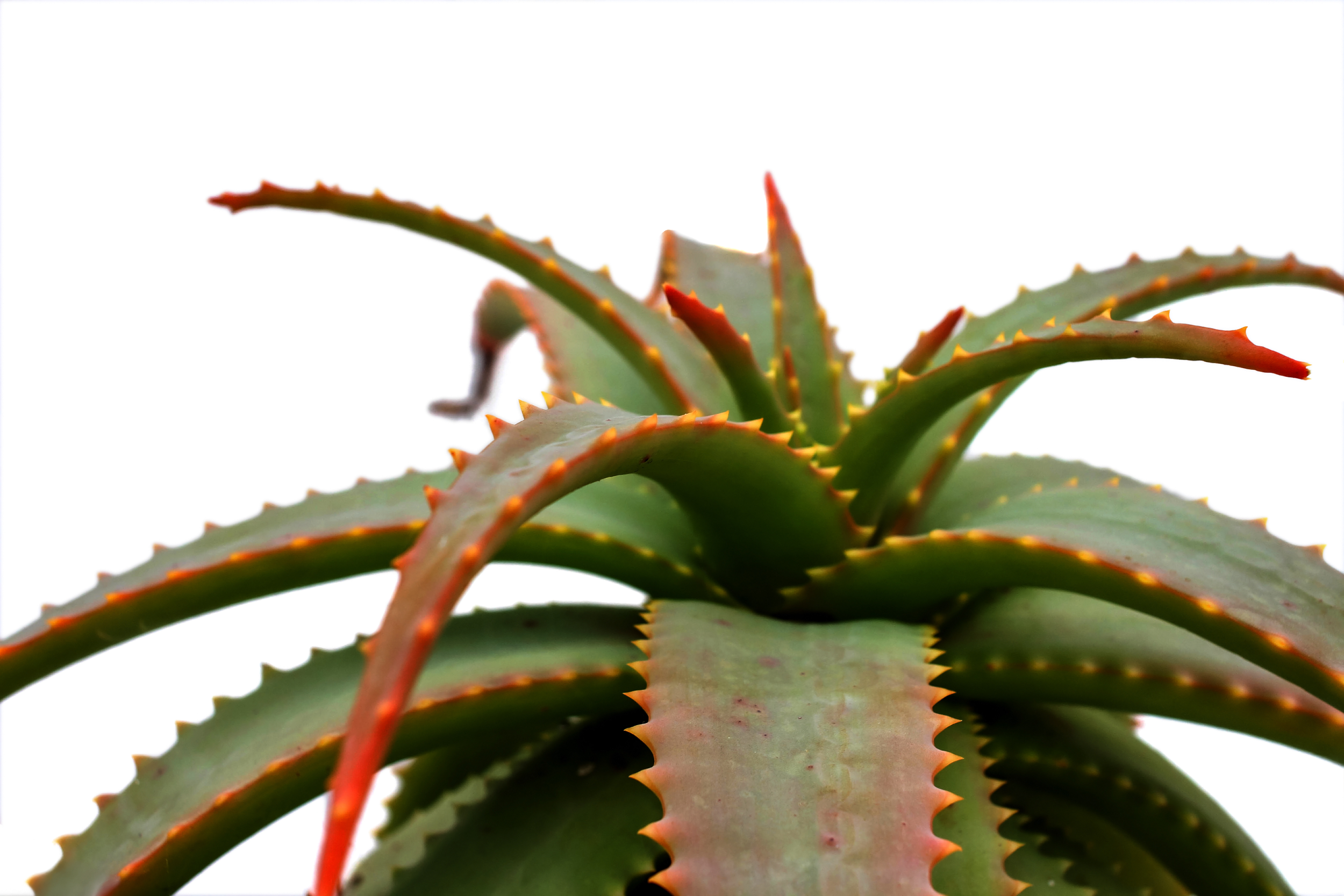 Succulent Geometry.png