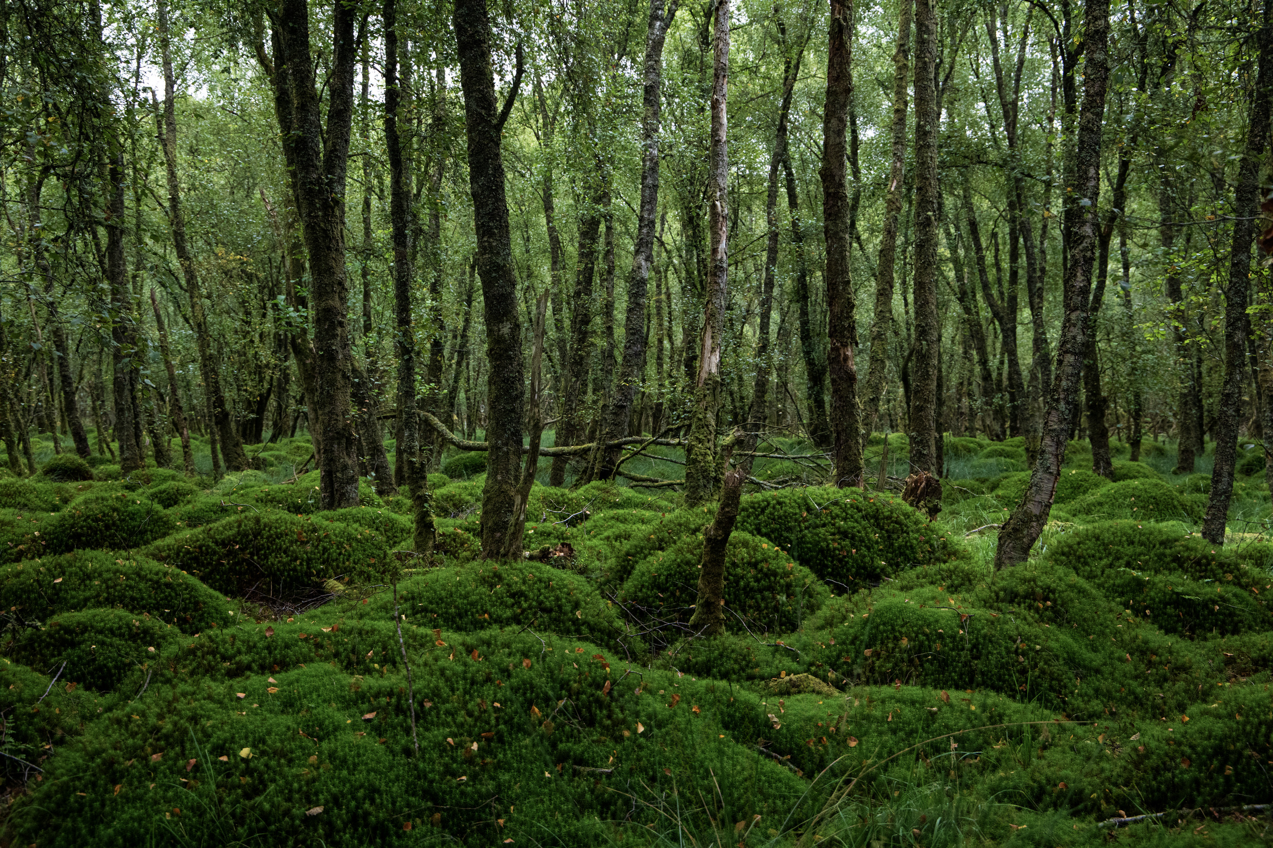 Quilted Forest Floor.png