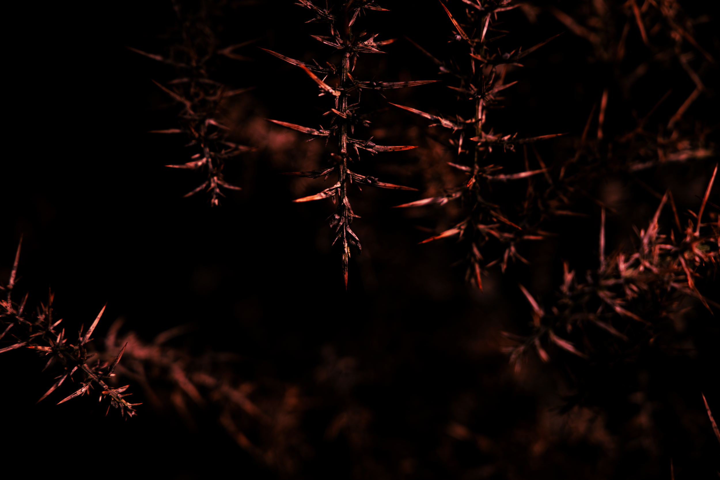 The Devil's Horns.png