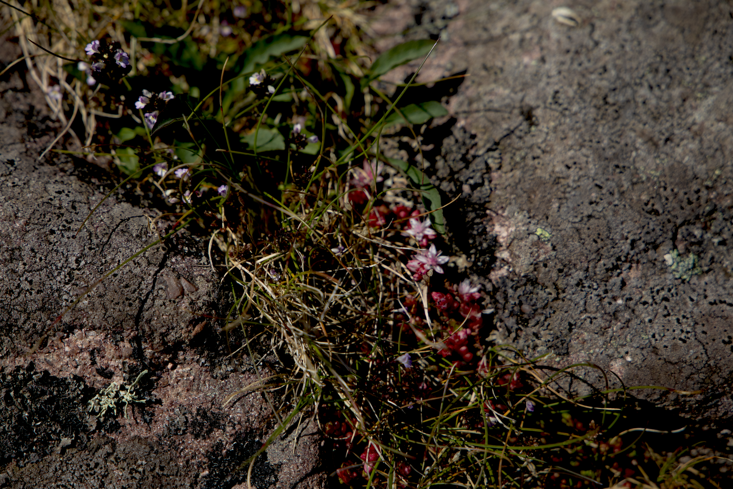 Chasm and Bloom.png