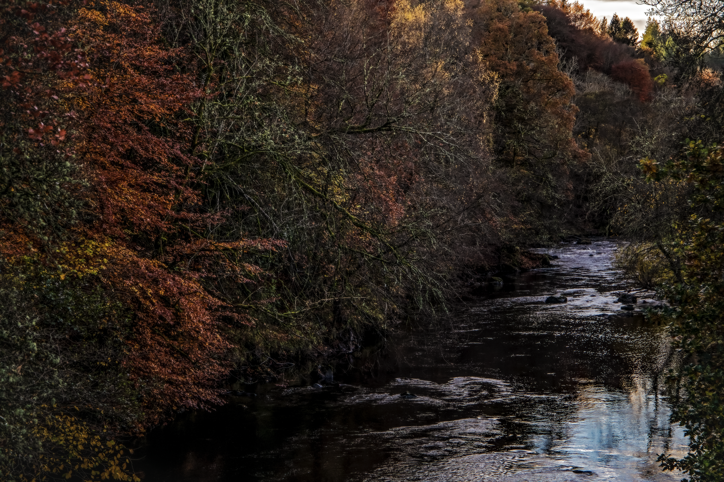Foliage Over Braan.png