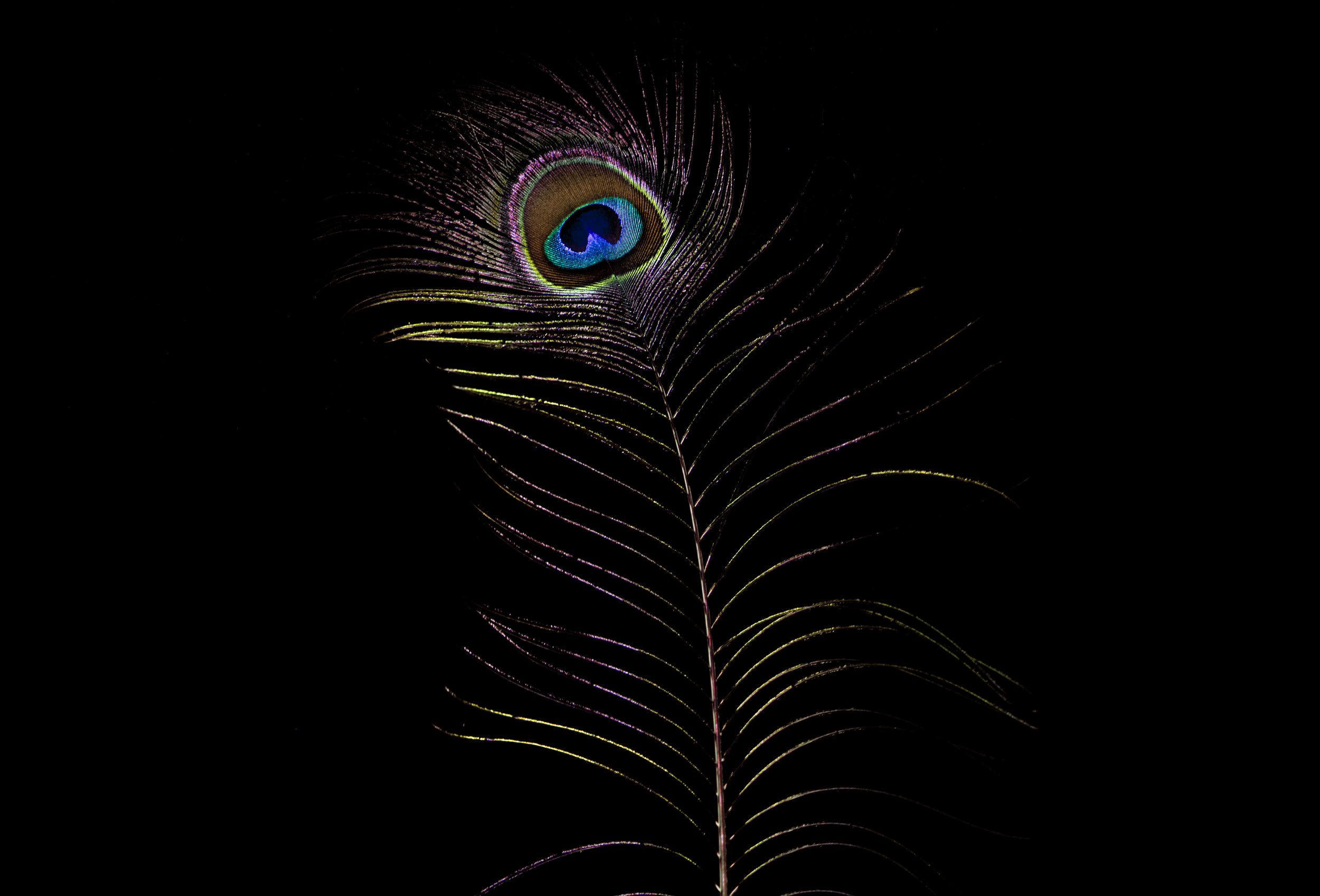 Flamboyant Eye.png