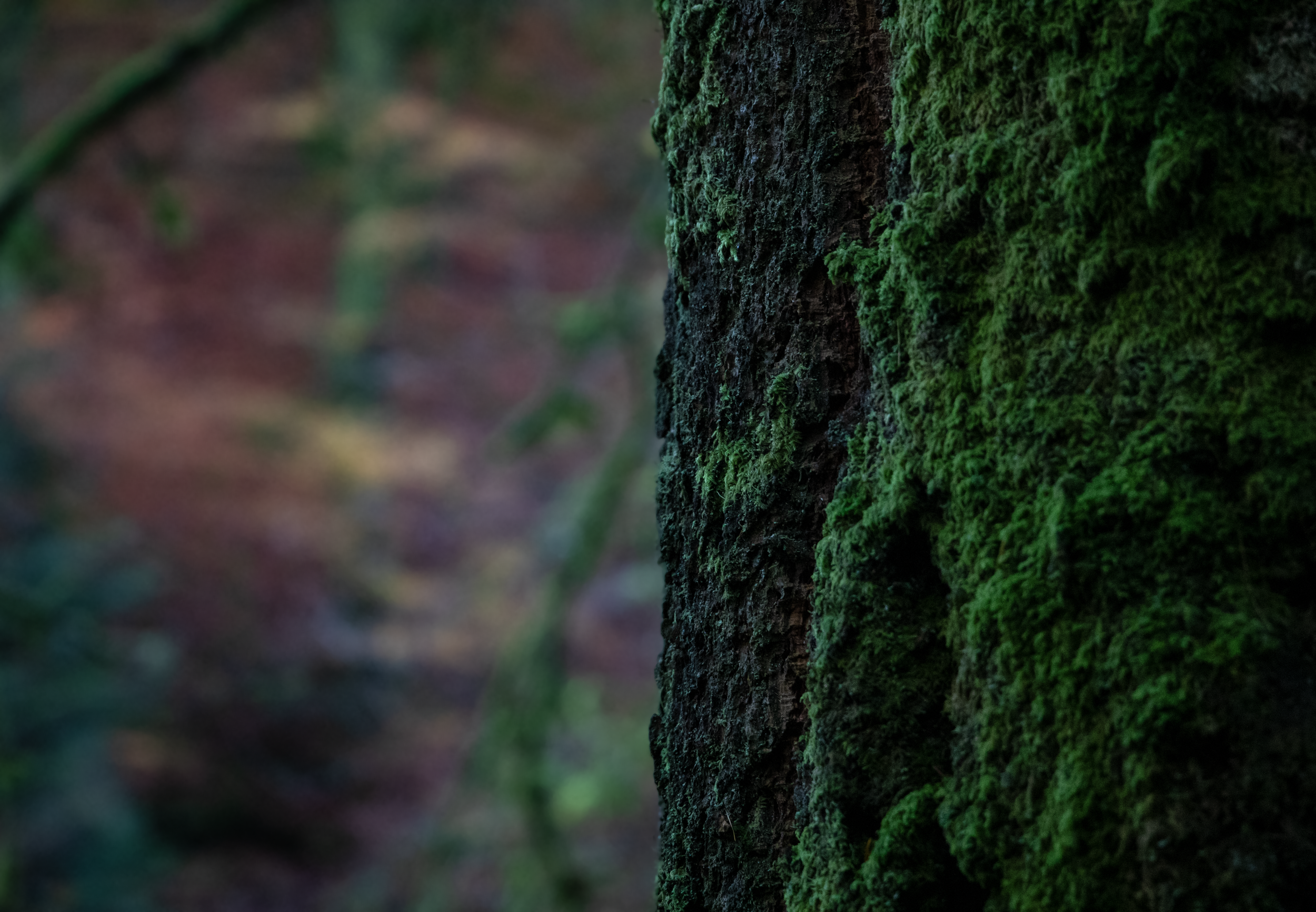 Survivors of the Understory.png