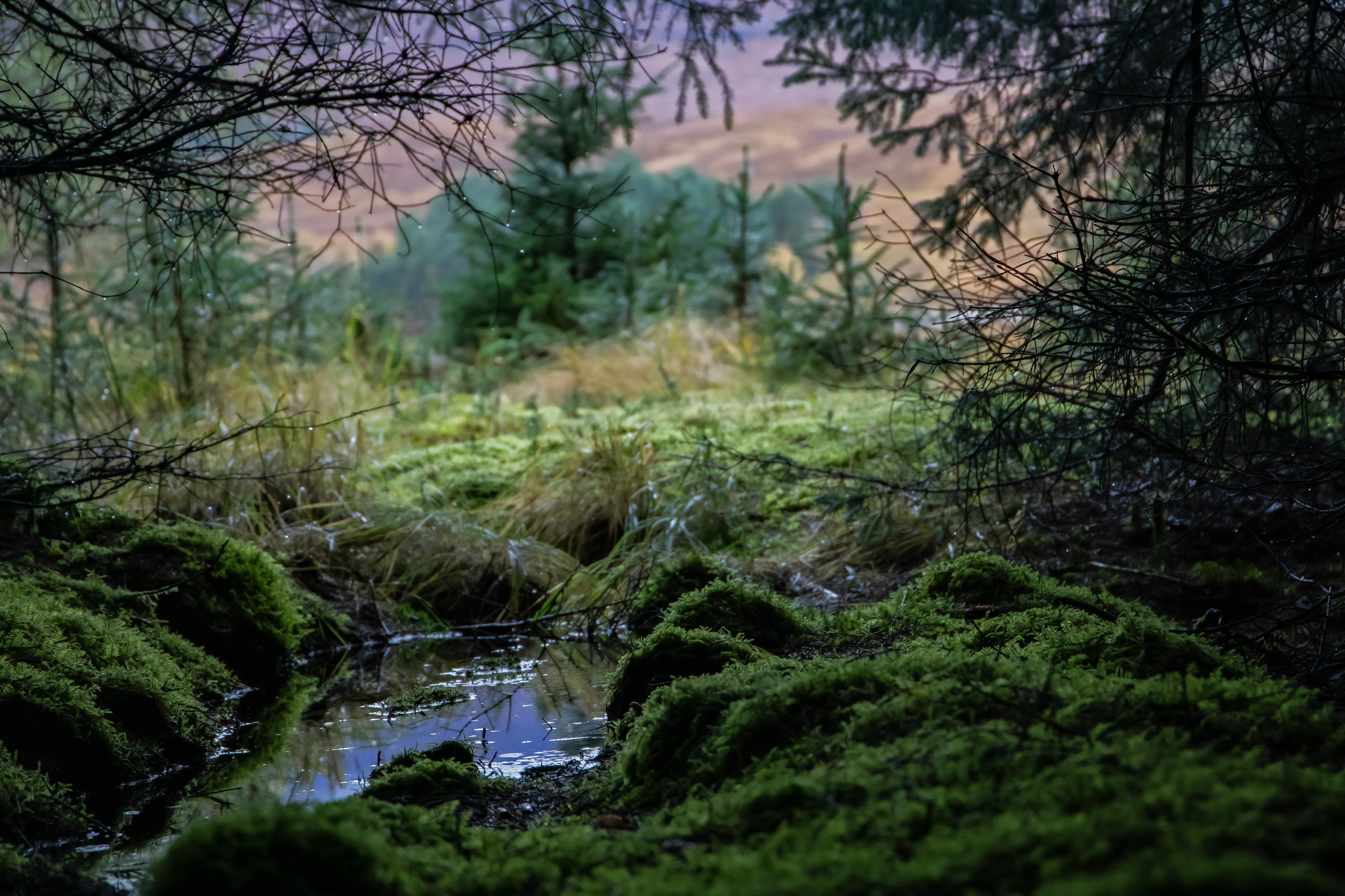 Sunken Forest.png