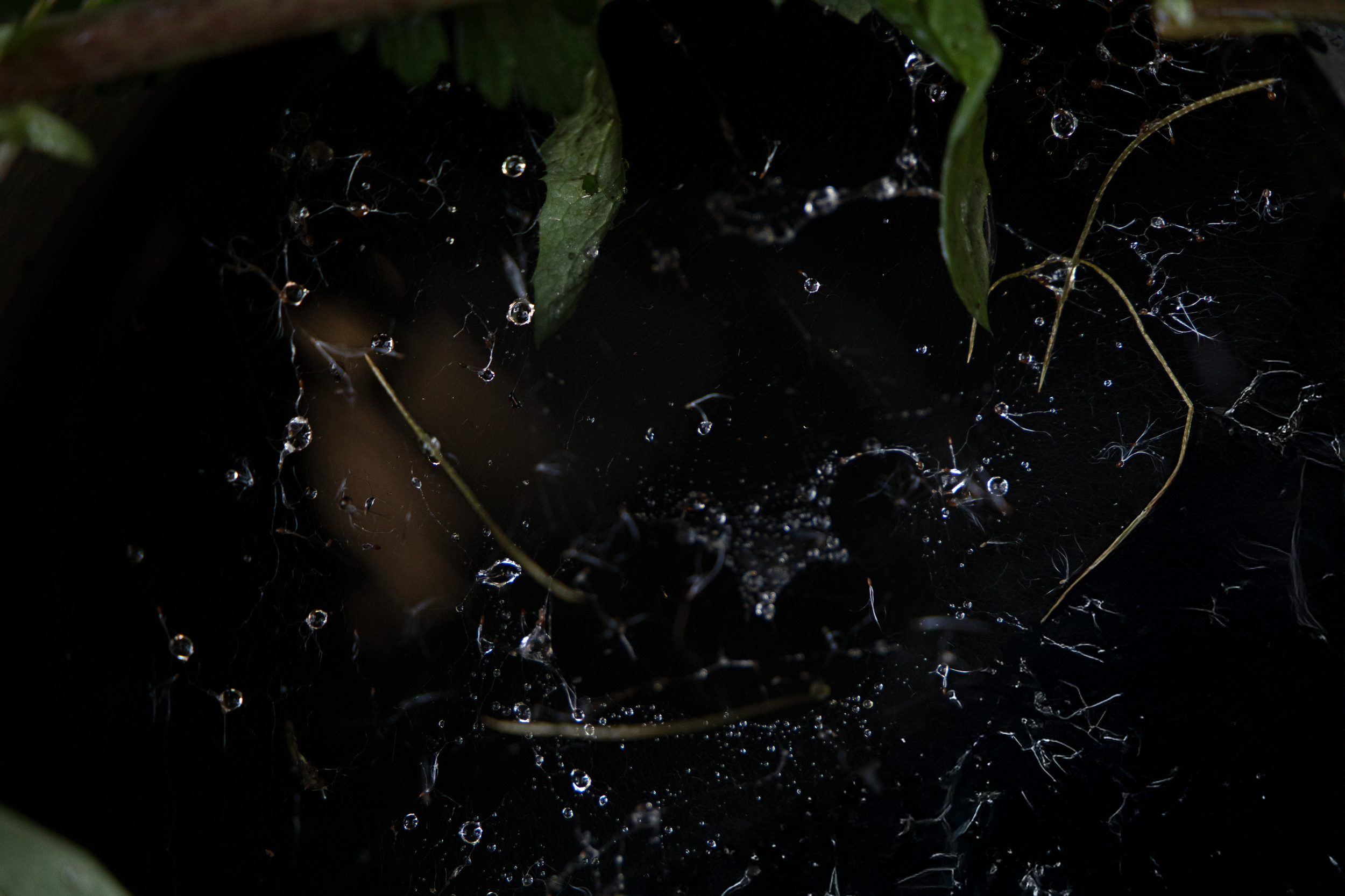 Hydro Arachnidae.png