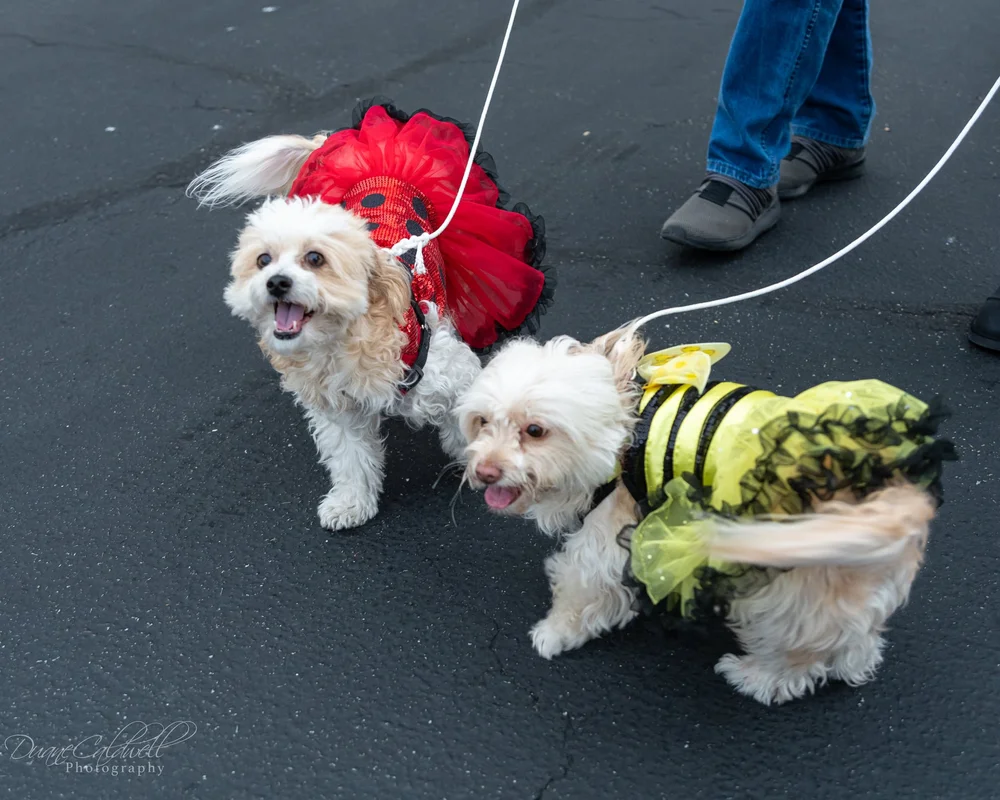 puppy 3 2021-10.jpeg