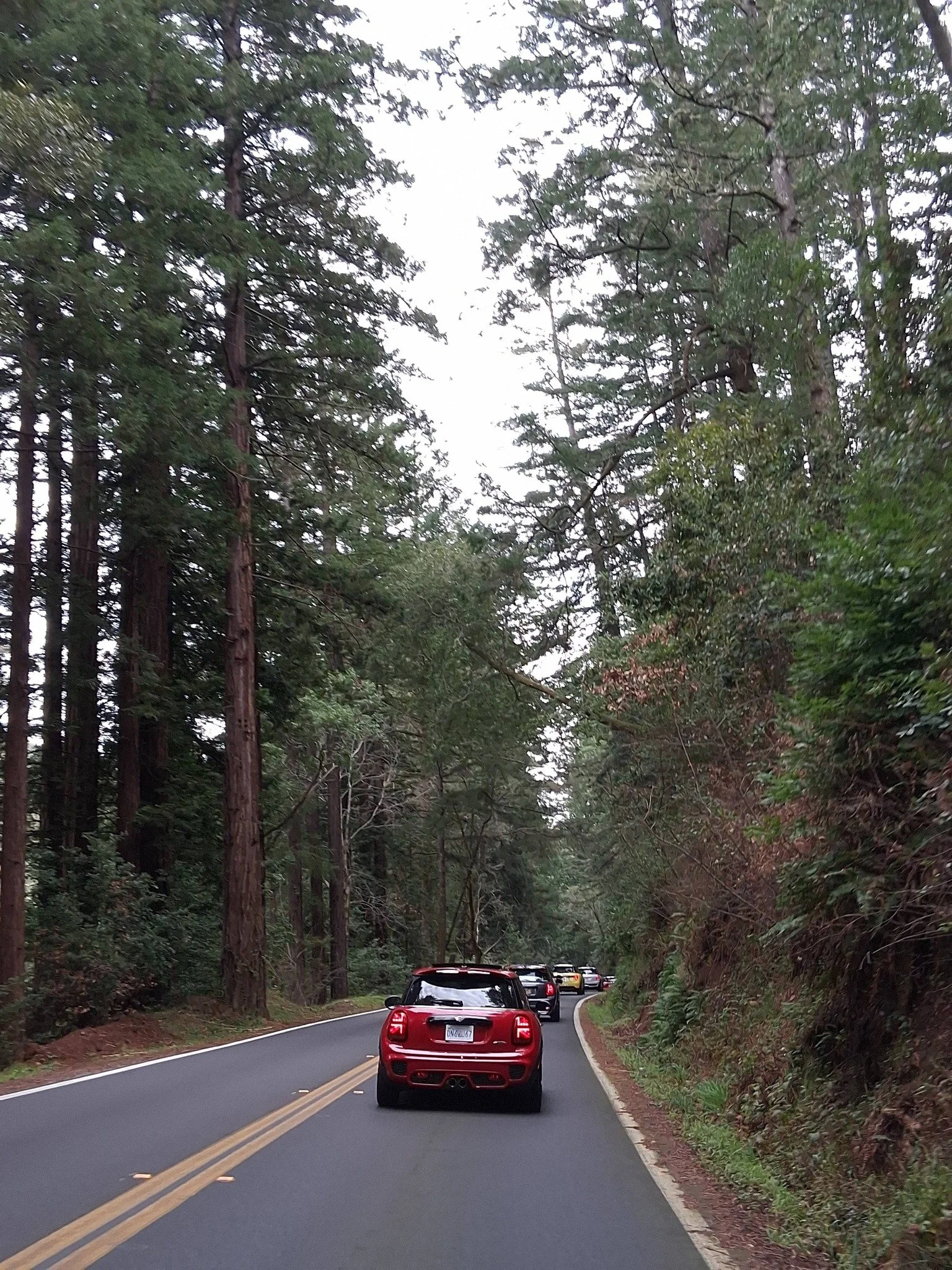 26-02 - stinson-beach - minis-among-the-tall-trees-1.jpg