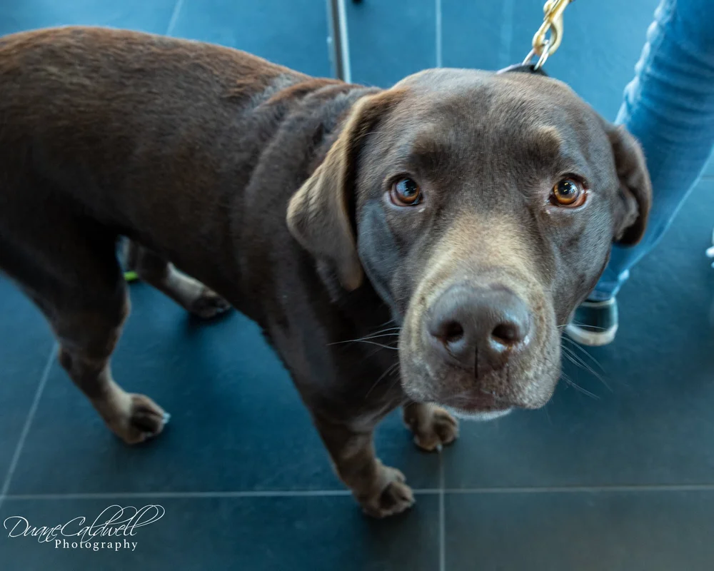 Doggie 2 - 2022-03.jpeg