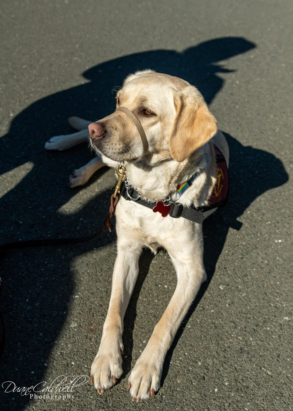 Doggie 3 - 2022-03.jpeg