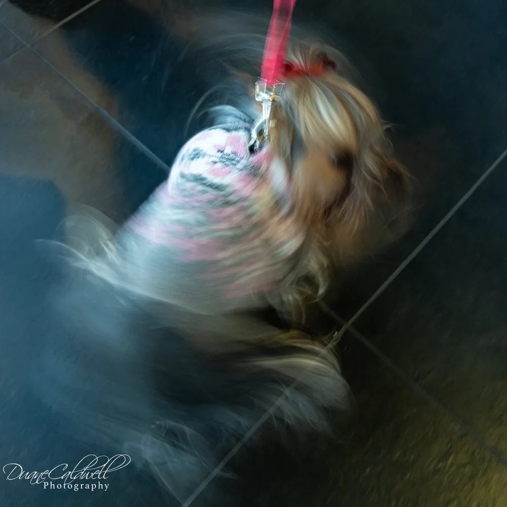 Doggie 1 - 2022-03.jpeg