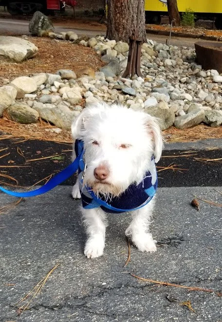 Little Moose 2021-11.jpeg