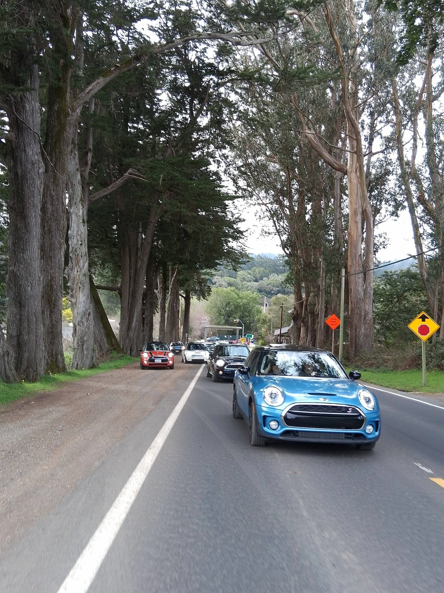 26-02 - stinson-beach - minis-among-the-tall-trees.jpg