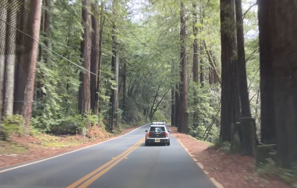 26-02 - stinson-beach - minis-among-the-tall-trees-2.jpg