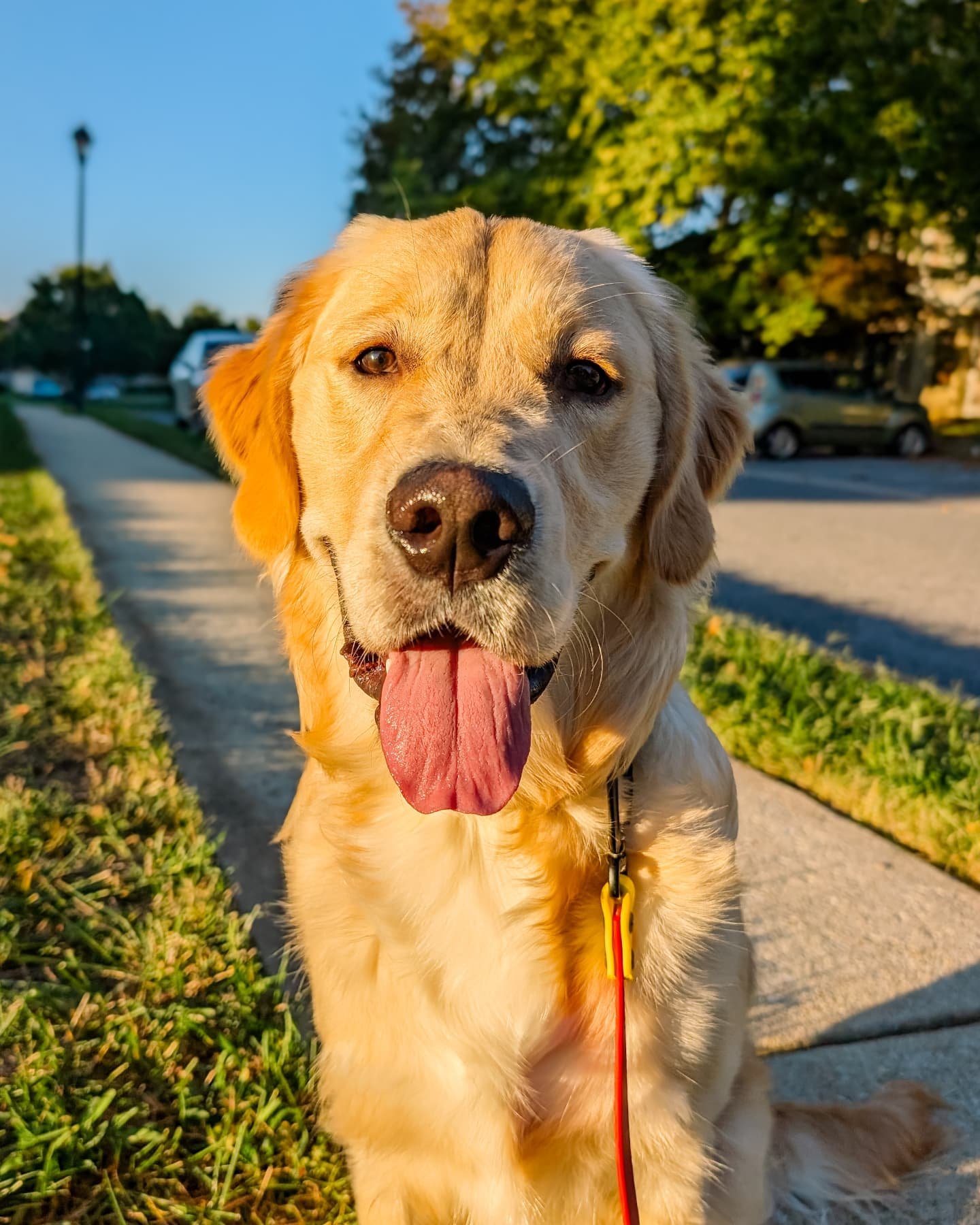 Please welcome Murphy! This big doofus is here for our On and Off-Leash Obedience program. Behind this adorable squishy face are a whole lot of crazy puppy antics that have earned him the nickname &quot;Murphy the Menace&quot; at home so we're going 