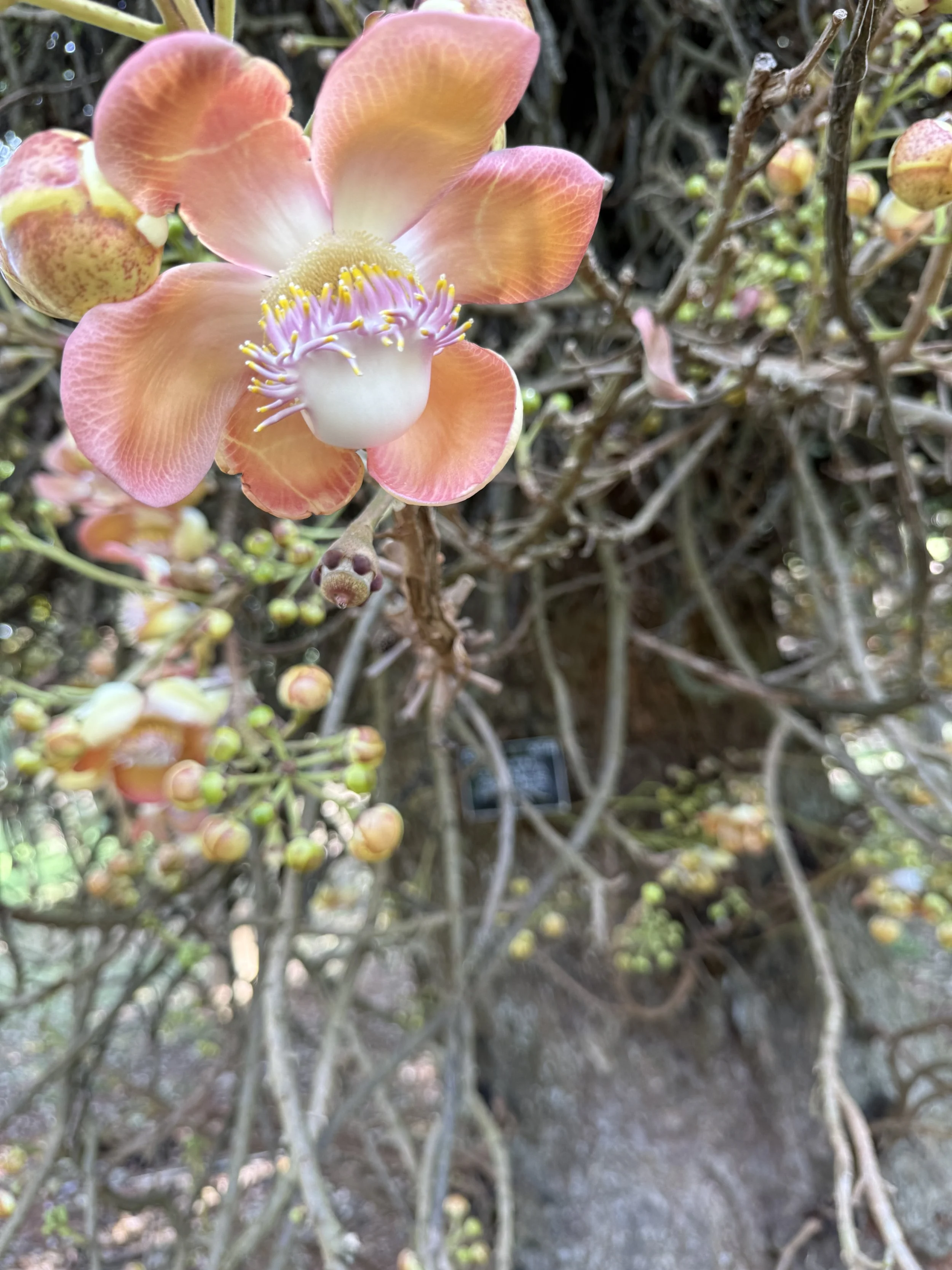 IMG_2976.jpeg