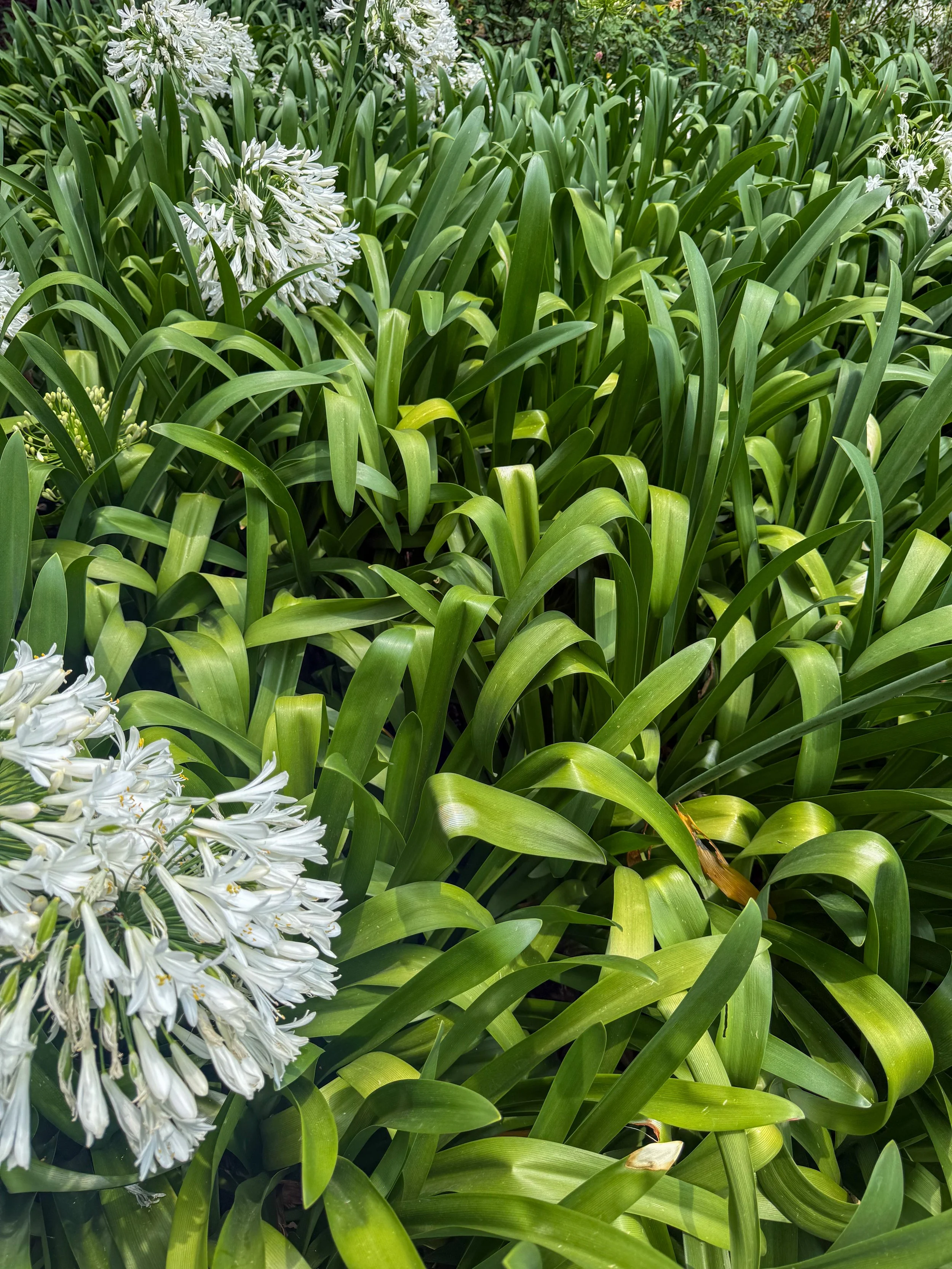 Carbon Offsets: Yay or Nay? 