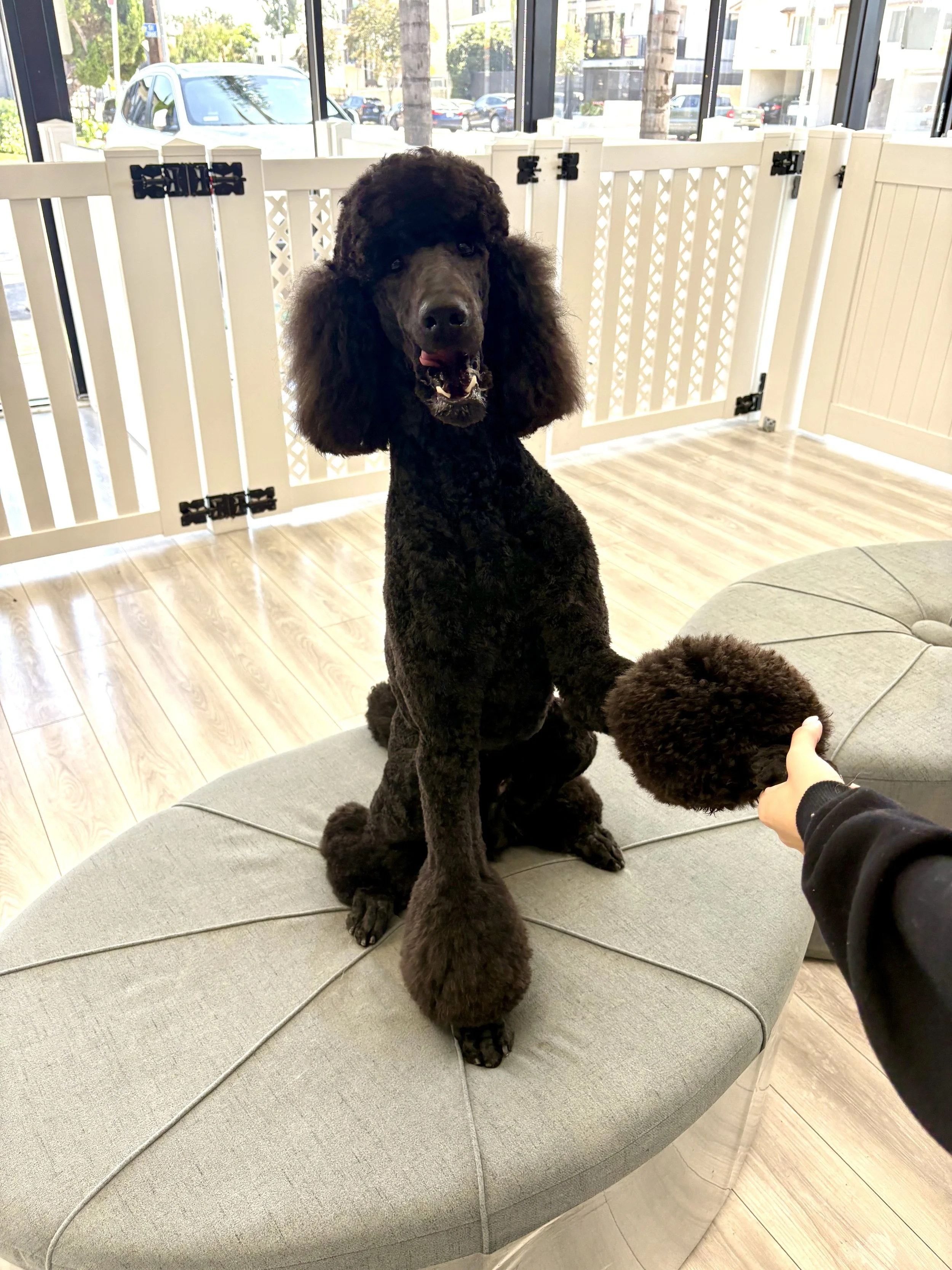 A black poodle sitting on a grey sofa with a smaller poodle close to it, inside a room with large windows, a white fence, and a parking lot outside.