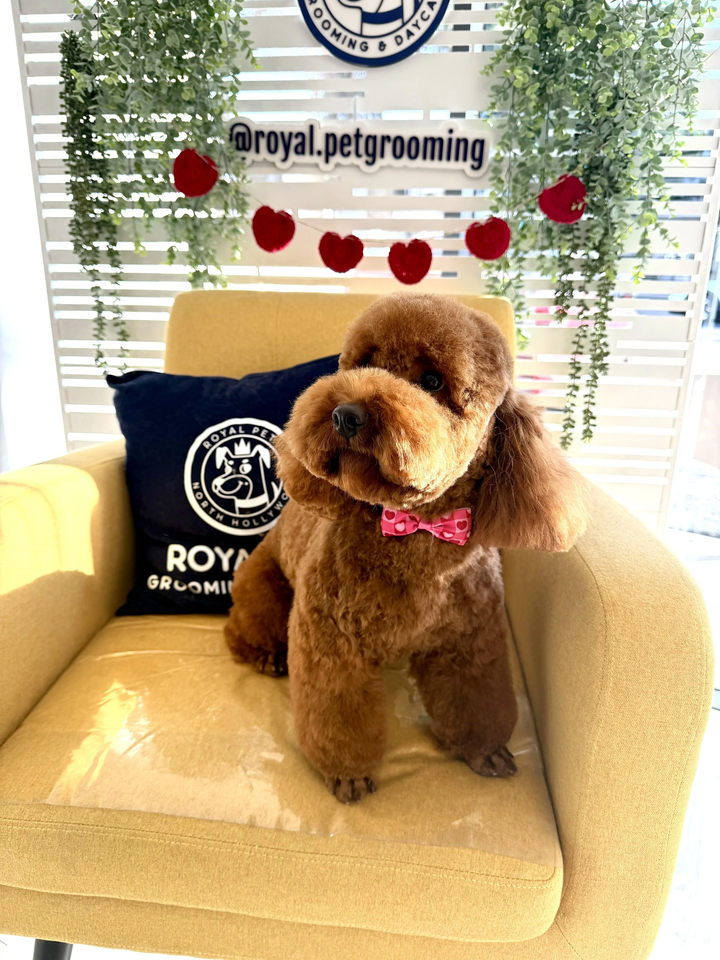 A brown plush dog wearing a pink bow tie sitting on a yellow armchair with a navy pillow and a decorative wall behind it, featuring greenery and red heart-shaped decorations, with a sign that reads '@royal.petgrooming' and a logo at the top.