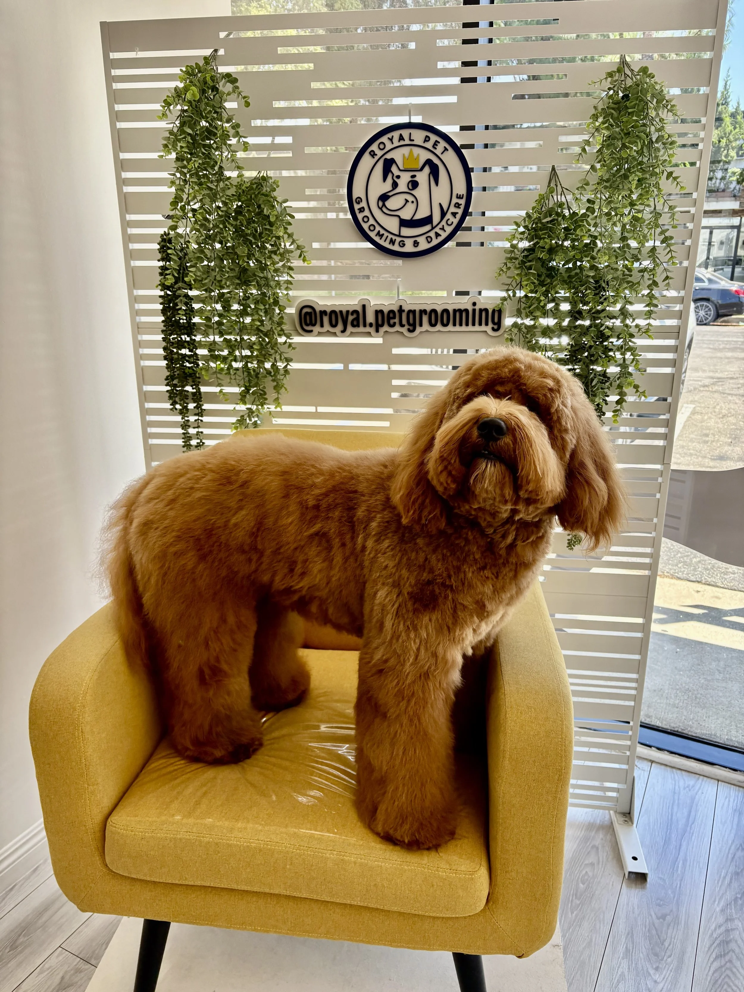 A fluffy brown dog sitting on a yellow armchair in front of a white slatted backdrop with green hanging plants and a sign that reads '@royal.petgrooming', along with a circular logo featuring a cartoon dog wearing a crown and the words 'Royal Pet Gro