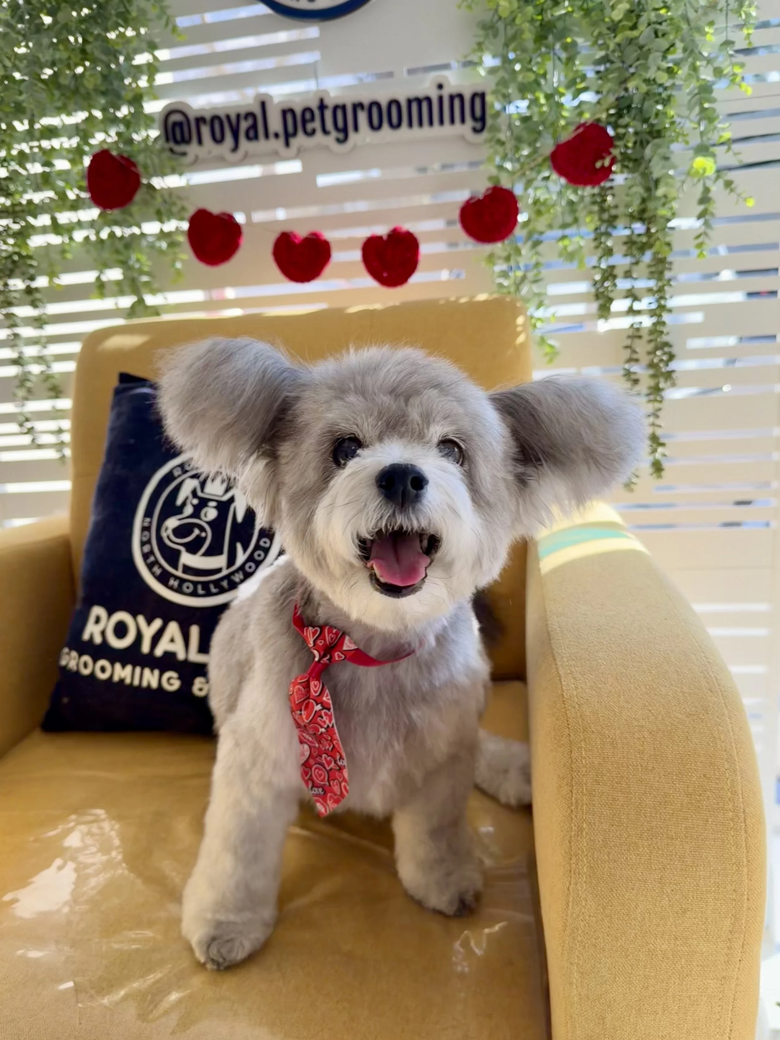 A small, fluffy puppy with light fur and a red bandana around its neck standing on a polished wooden floor inside a room. The background includes a yellow armchair, greenery, and a sign that reads '@royal.petgrooming' with red decorative hearts hangi