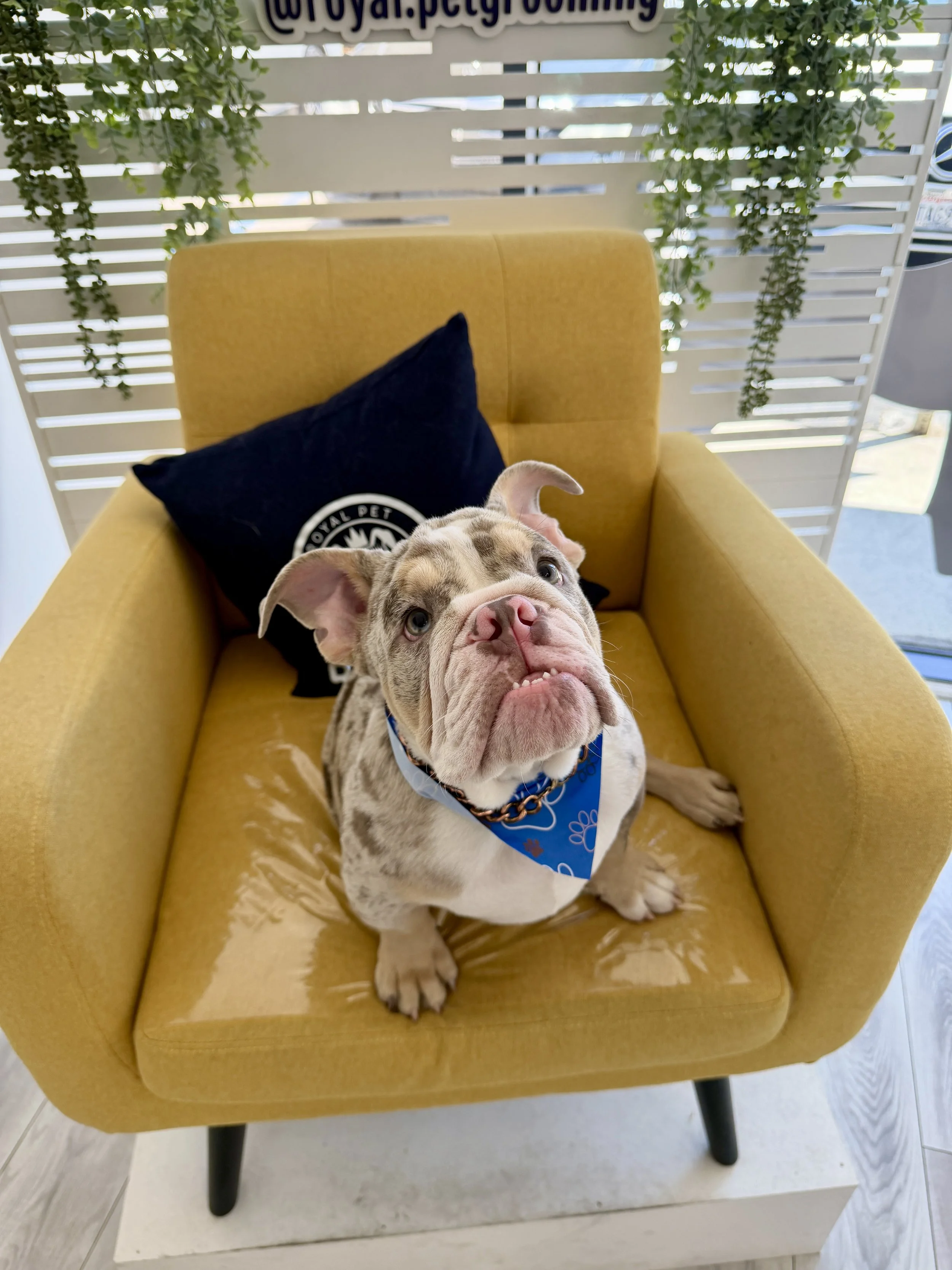 A puppy with light brown and white fur resting on a yellow armchair. The puppy wears a blue bandana with a paw print pattern. The background includes a white leafed decorative screen and some greenery, with part of a sign visible at the top.
