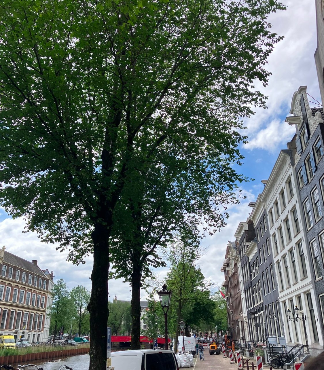 Street view with large leafy green trees, historic buildings, parked cars, and a canal in Amsterdam.