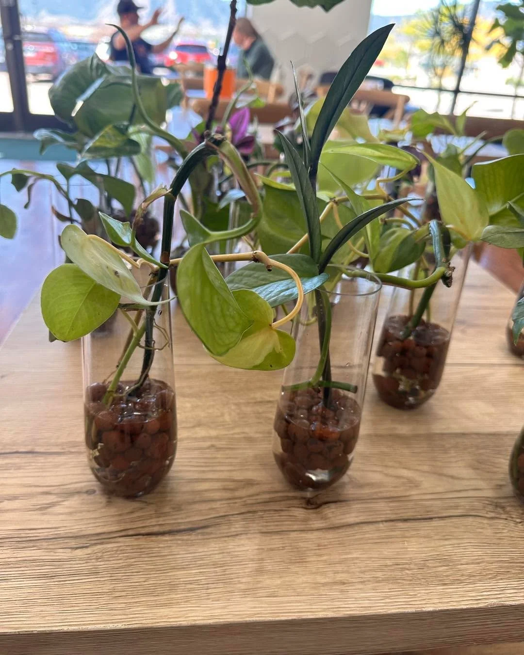 Our next Leaves &amp; Lattes is THIS SATURDAY from 11am-1pm!

Bring in your pest-free clippings and accessories and come meet other local, plant lovers! 🪴

The event is free but as always your support of Forge is appreciated. 

See you Saturday!