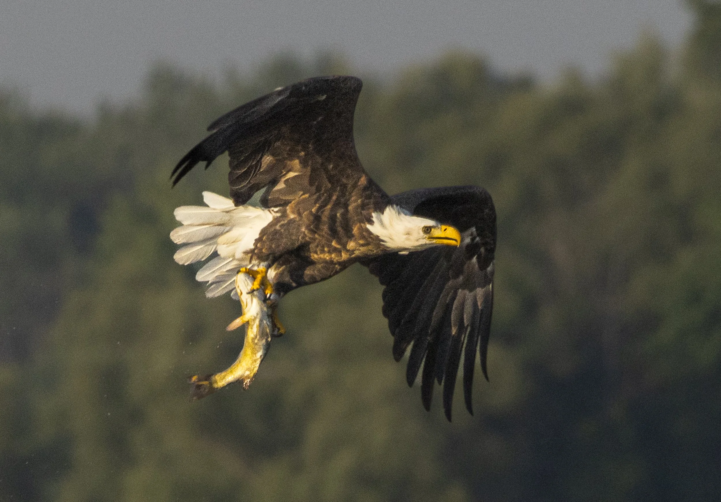 Eagle with Fish-Leo fav.-9011.jpg