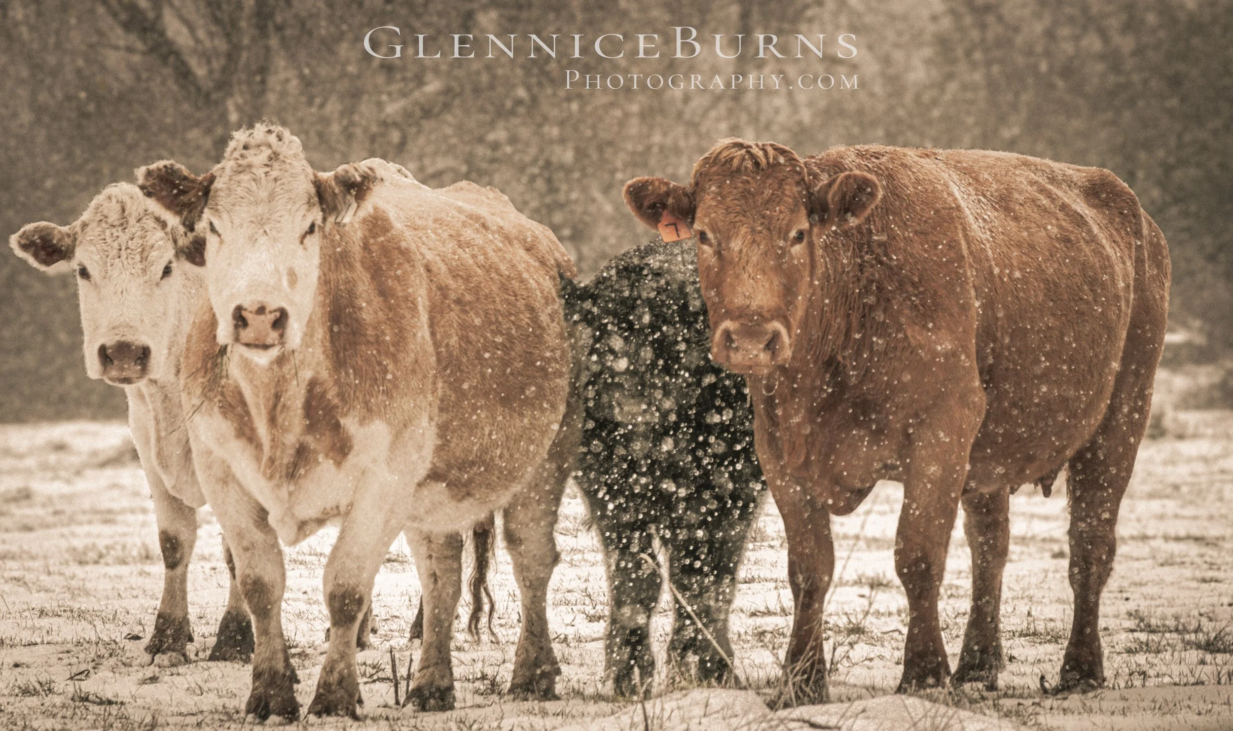 Winter cows1-7333.jpg