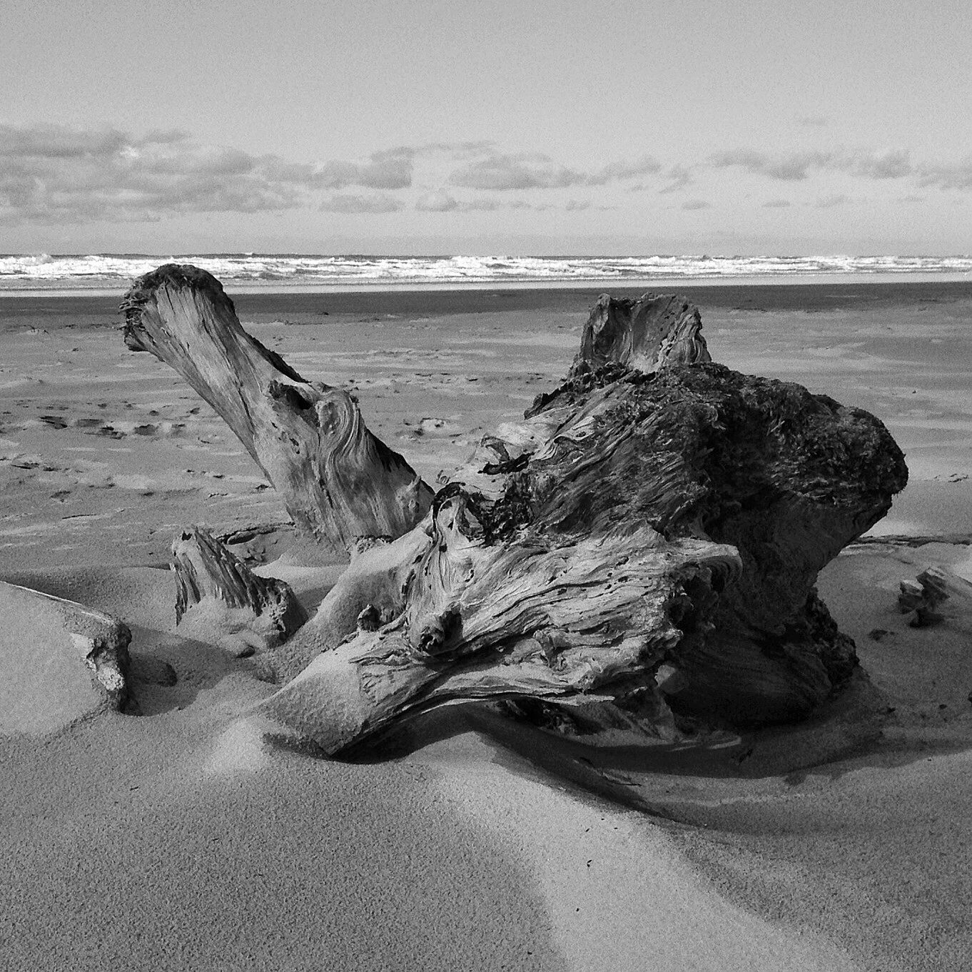 Beached Driftwood.jpg