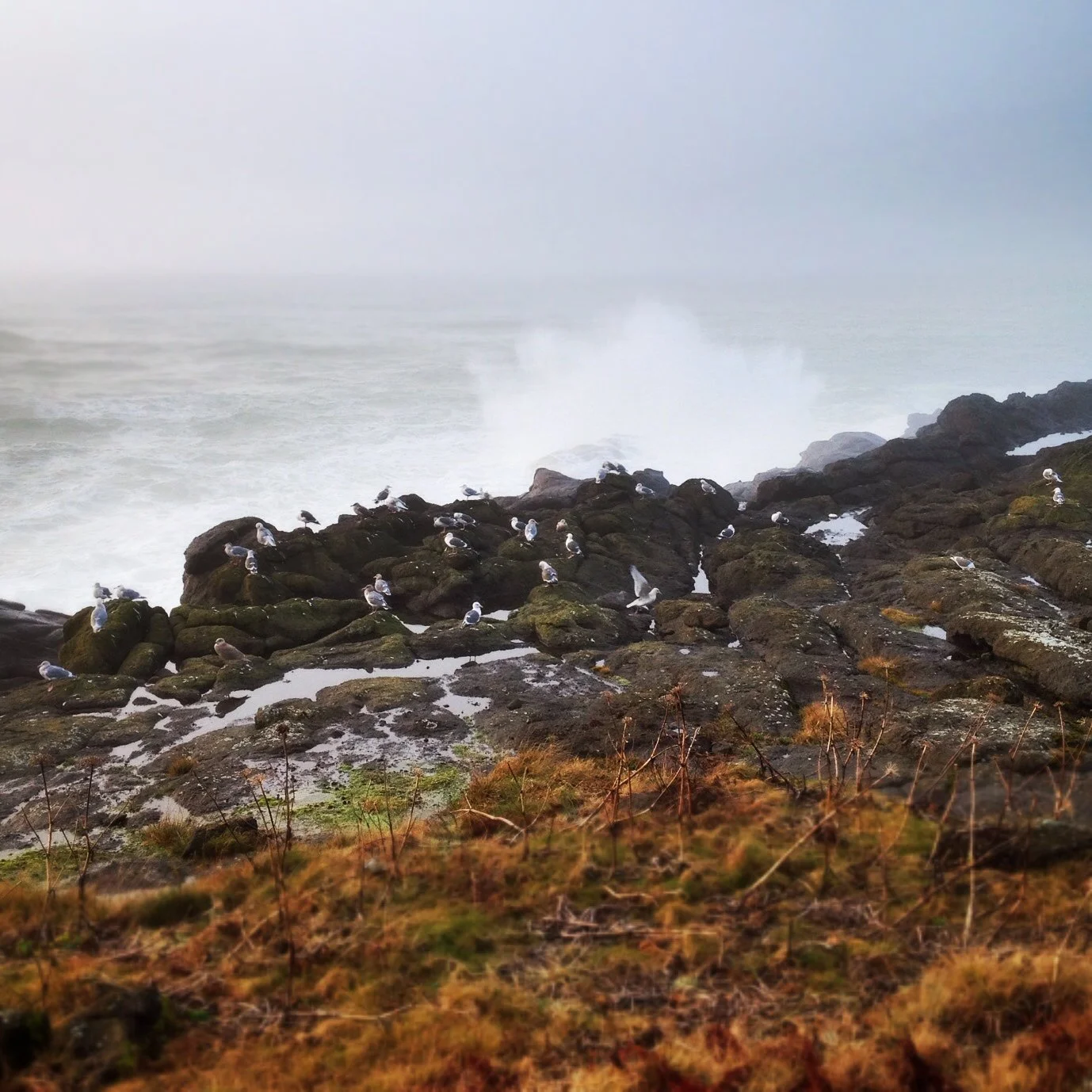 Boiler Bay 3.jpg