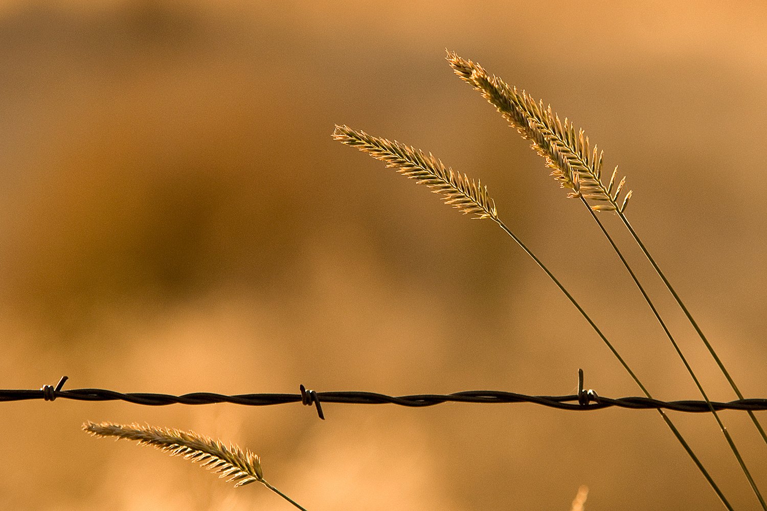 Grass and Wire.jpg