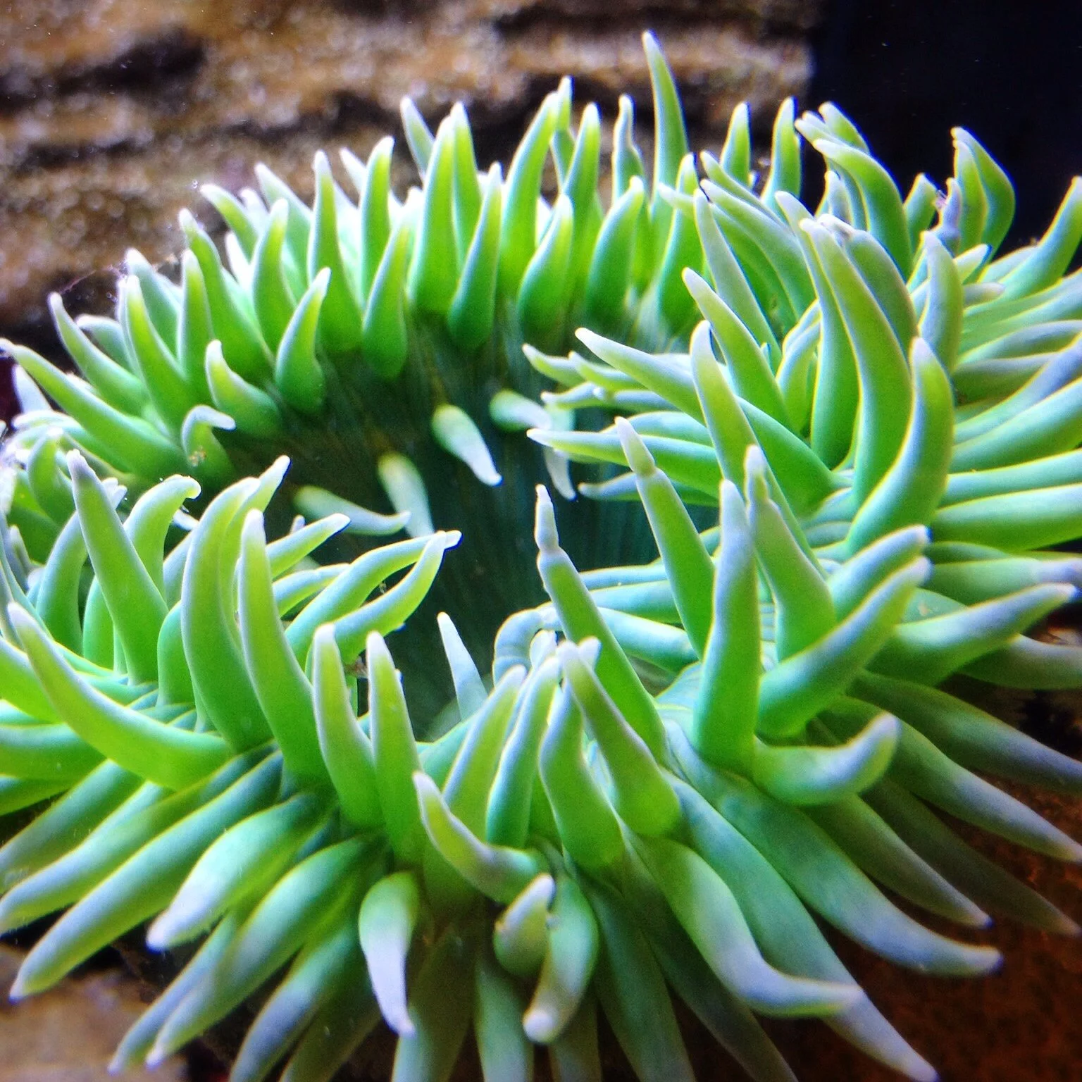 Giant Green Anemone.jpg