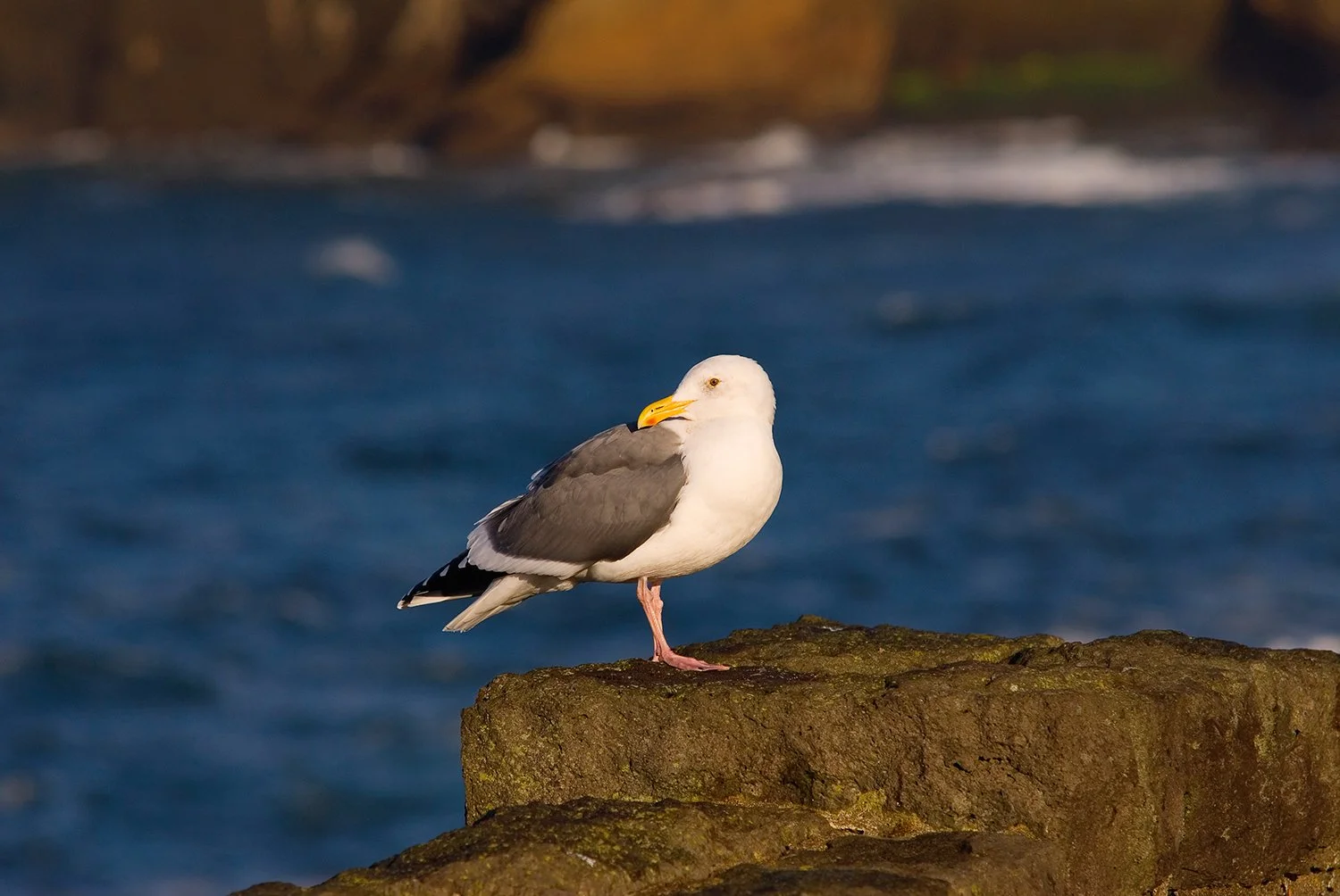 Gull at Depoe Bay.jpg