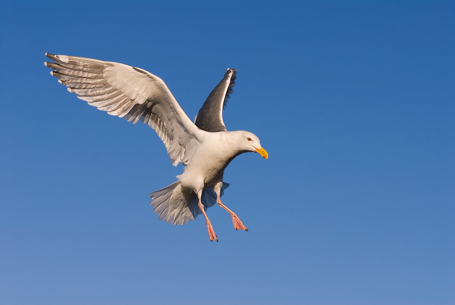 Gull In Flight.jpg