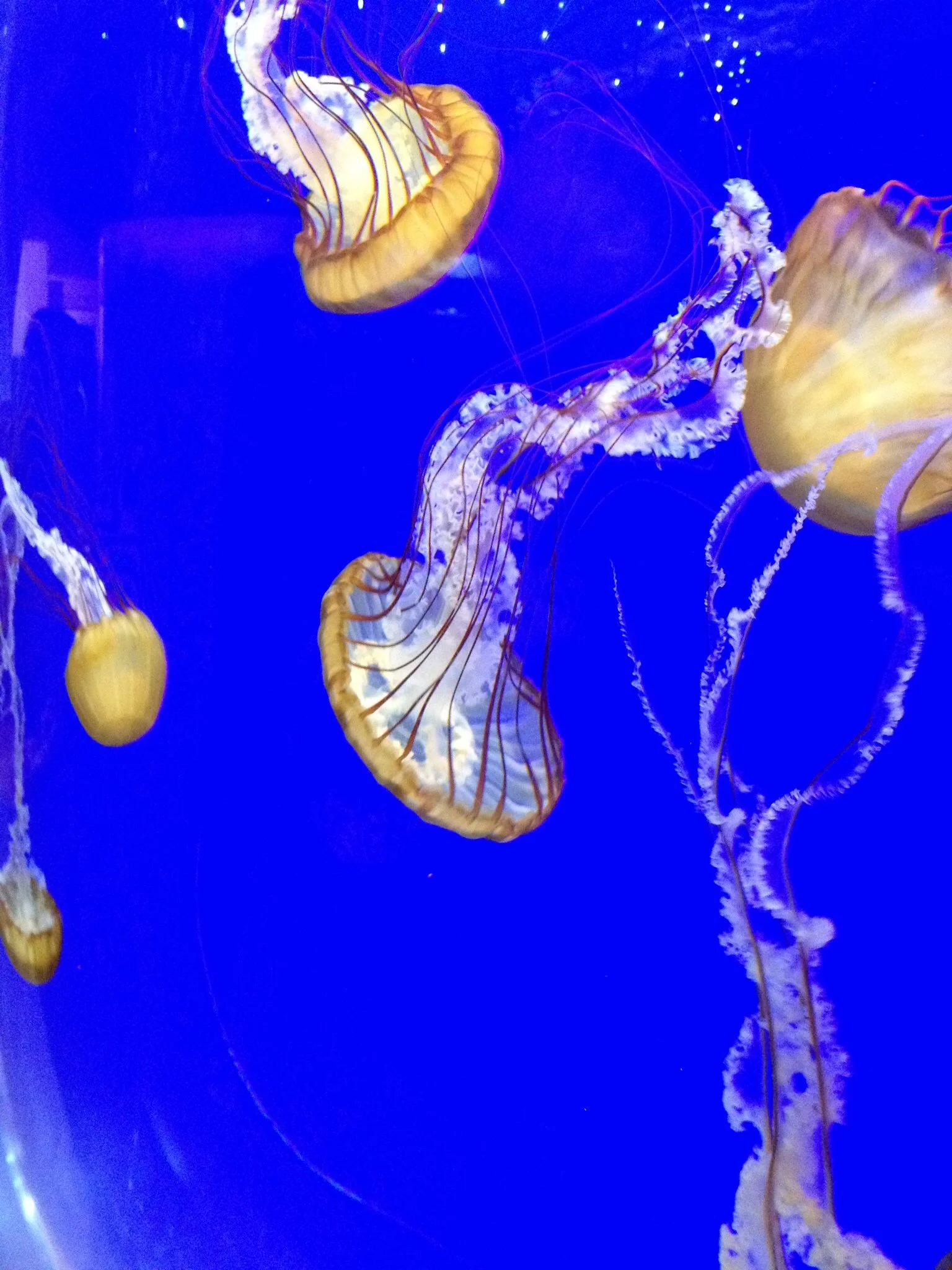 Jellyfish.jpg