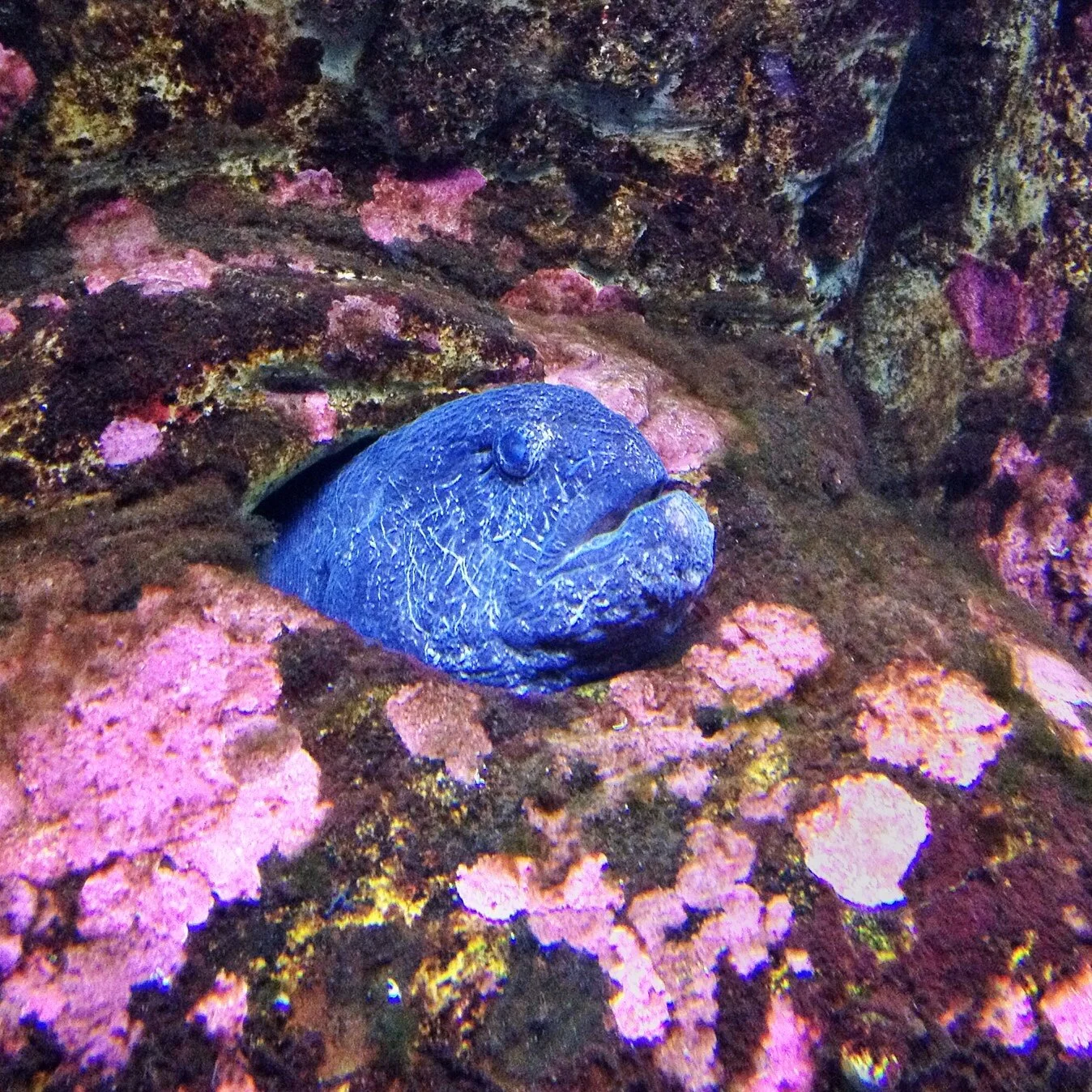 Oregon Coast Aquarium Rock Eel.jpg