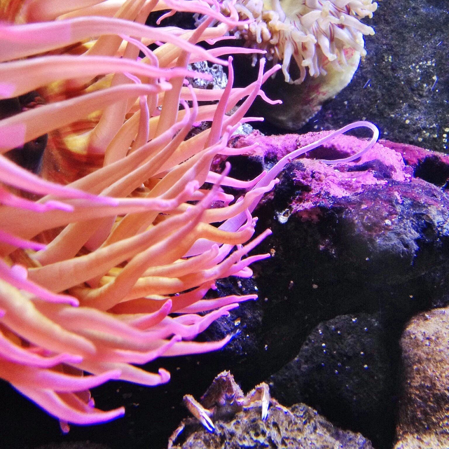 Strawberry Anemone.jpg