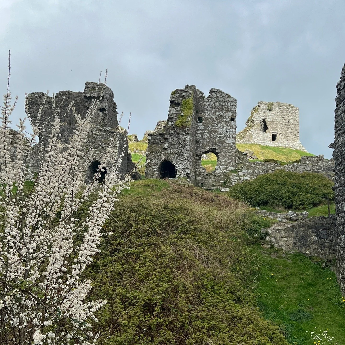 Blackthorn in flower as you approach the Rock of Dunamase, sacked by the Vikings in 845 and where four hundred years later Dermot, King of Leinster would bring the kidnapped wife of the chieftain of the O&rsquo;Rourkes like Helen to Troy ...

#blackt