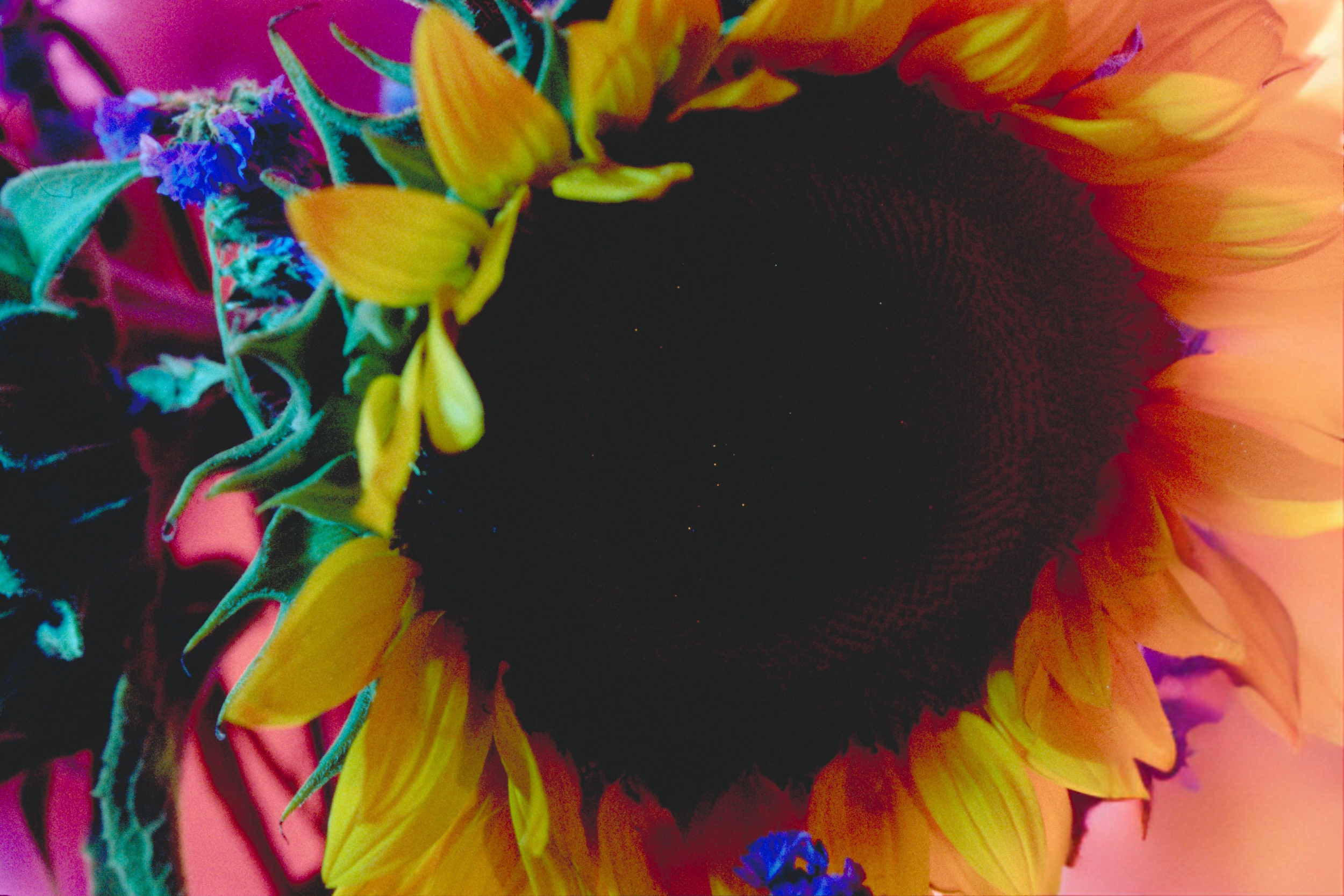 Sunflower Love 3072x2048.png