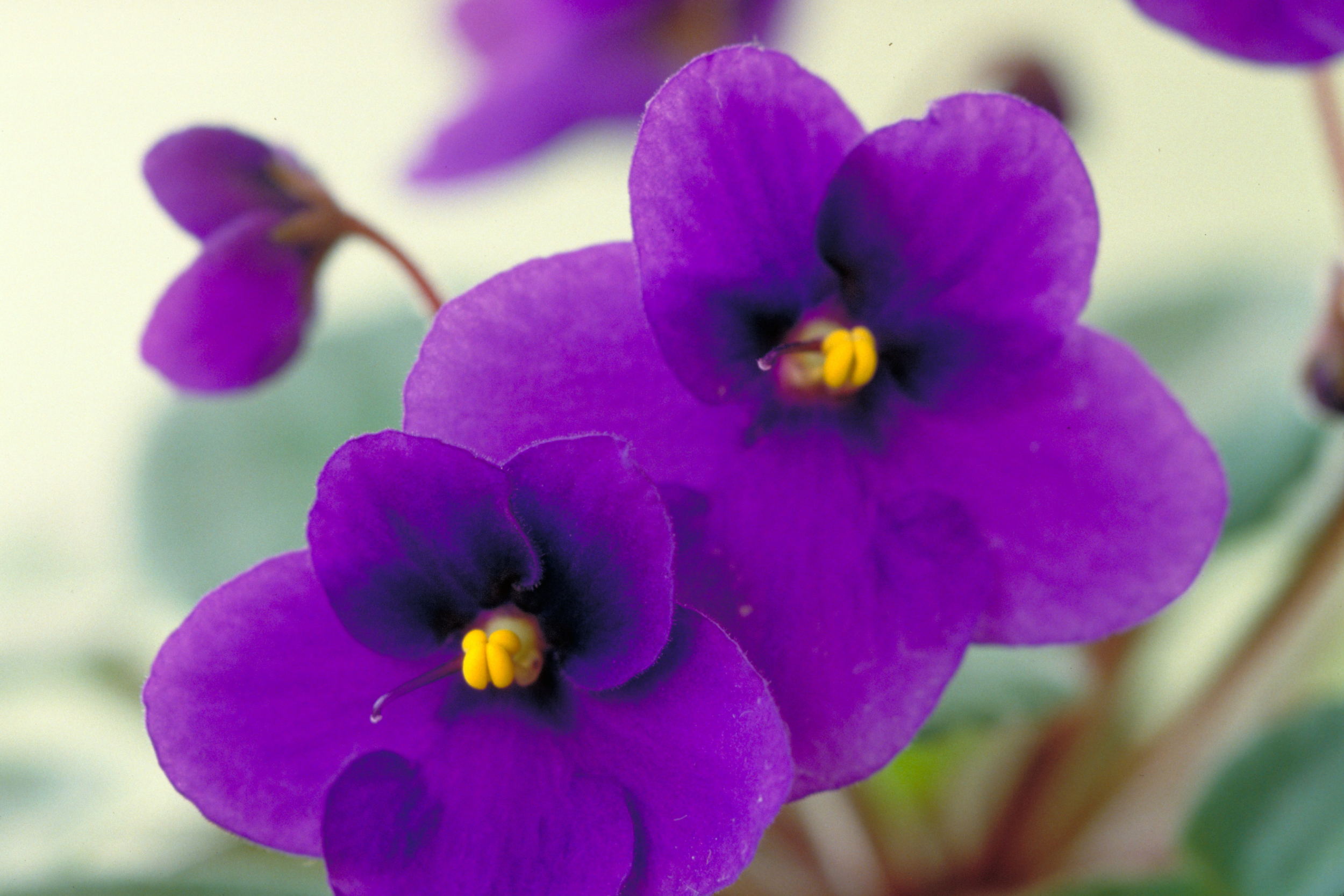 Violet Desire 3072x2048.png