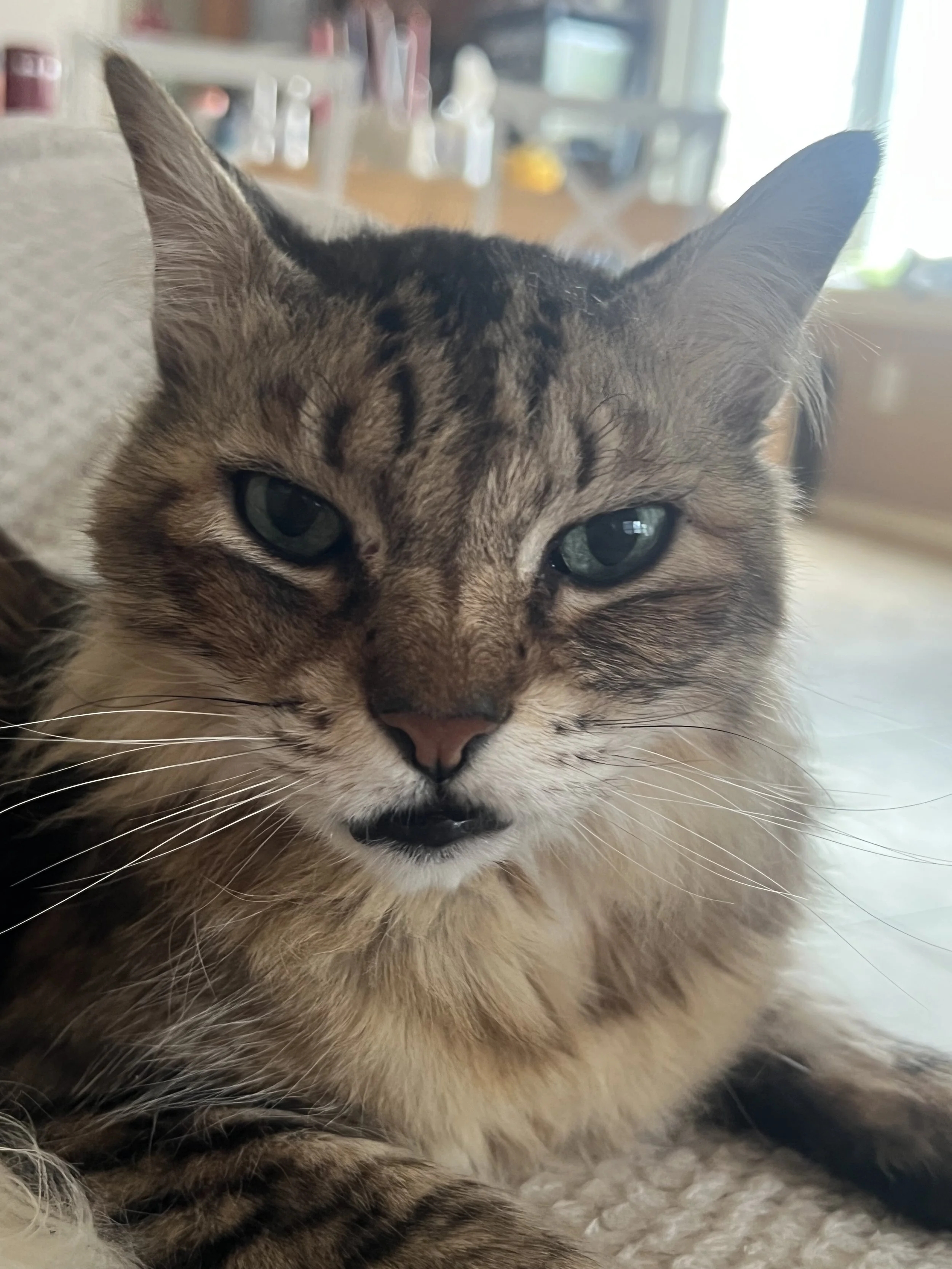 Close-up of a tabby cat with green eyes resting on a soft surface inside a home, with blurred background showing a wooden table and household items.