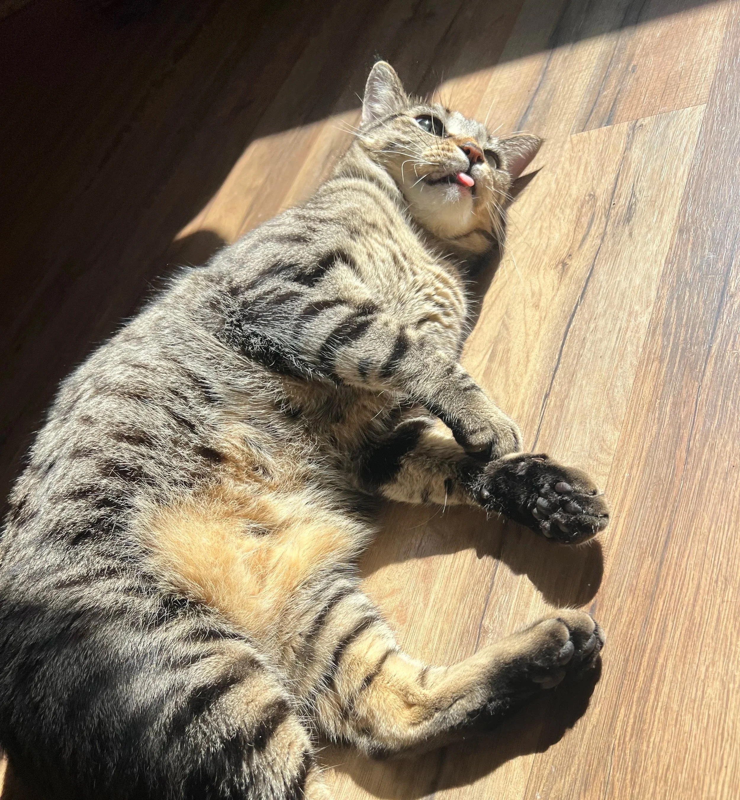 A tabby cat lying on a wooden floor, basking in the sunlight, with its tongue slightly sticking out.