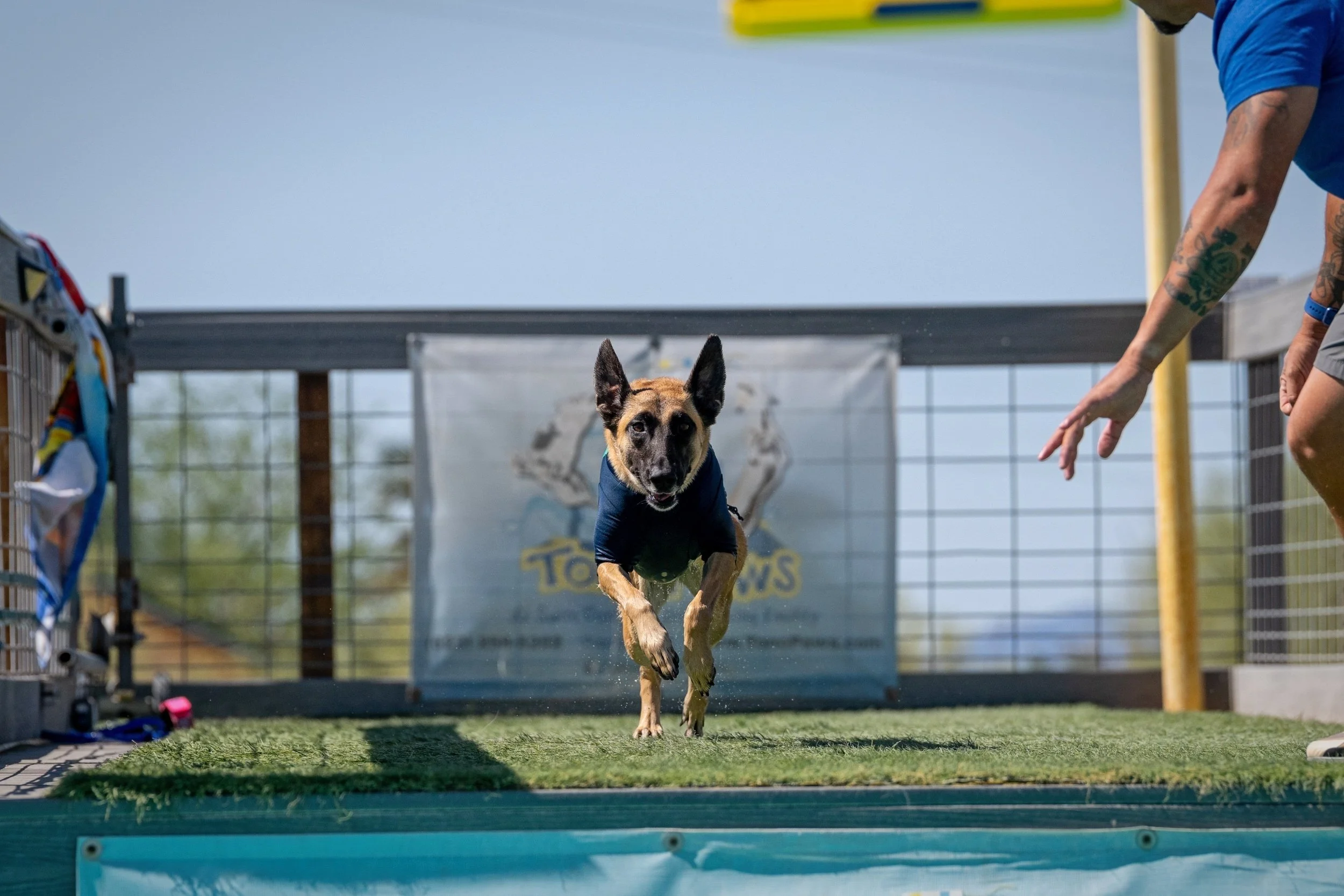 Client dog building engagement and drive during structured training exercises in Surprise AZ